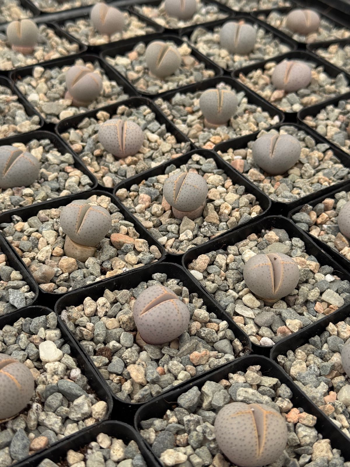 Dinteranthus Wilmothianus