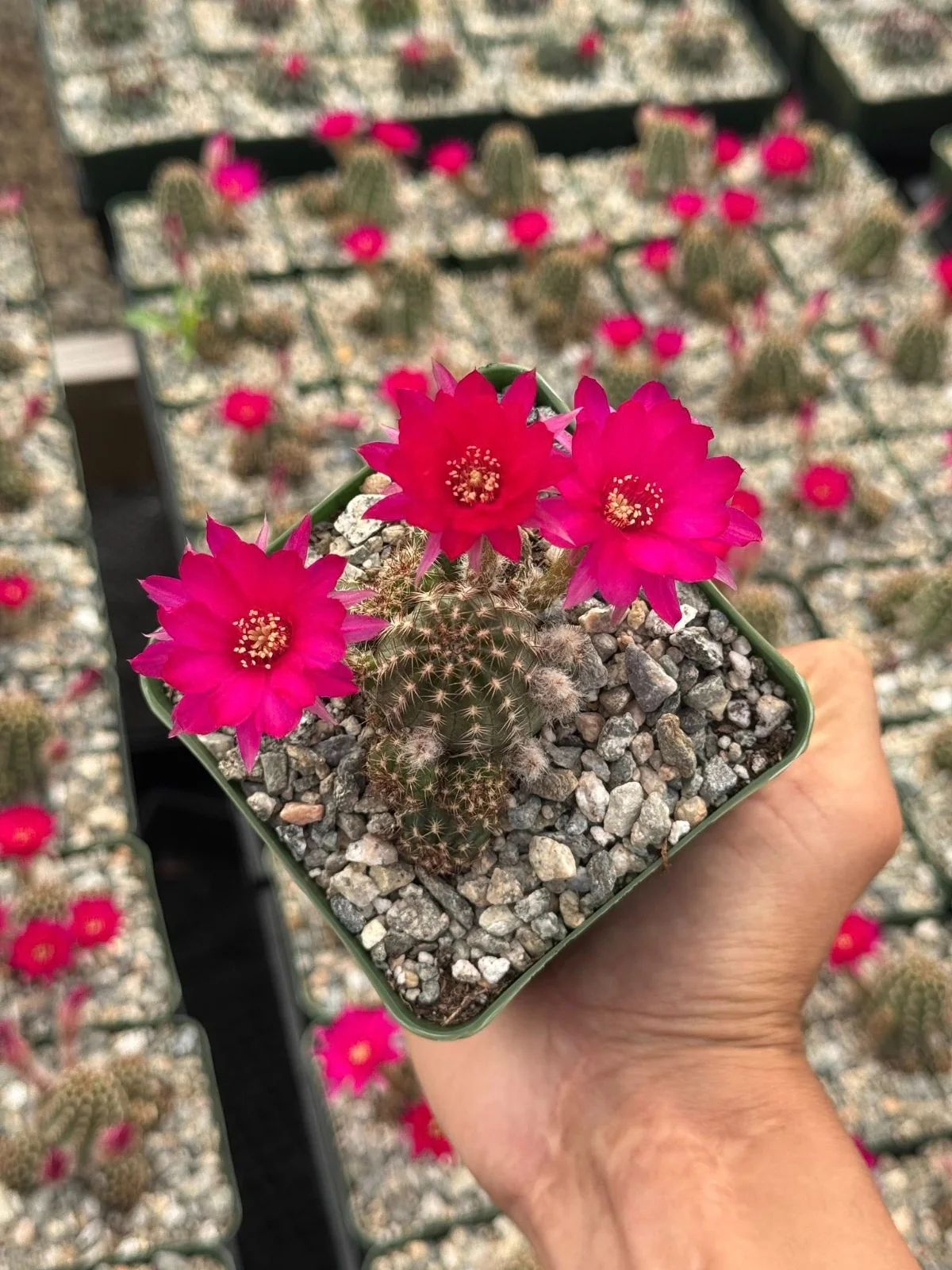 Echinopsis rose quartz