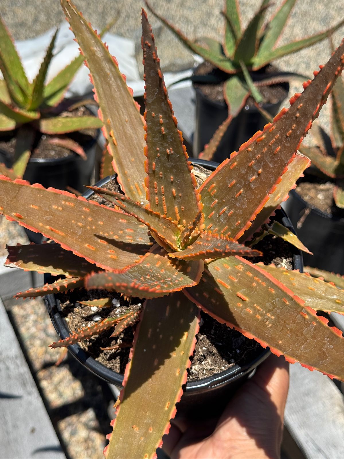 Aloe eléctric red neón