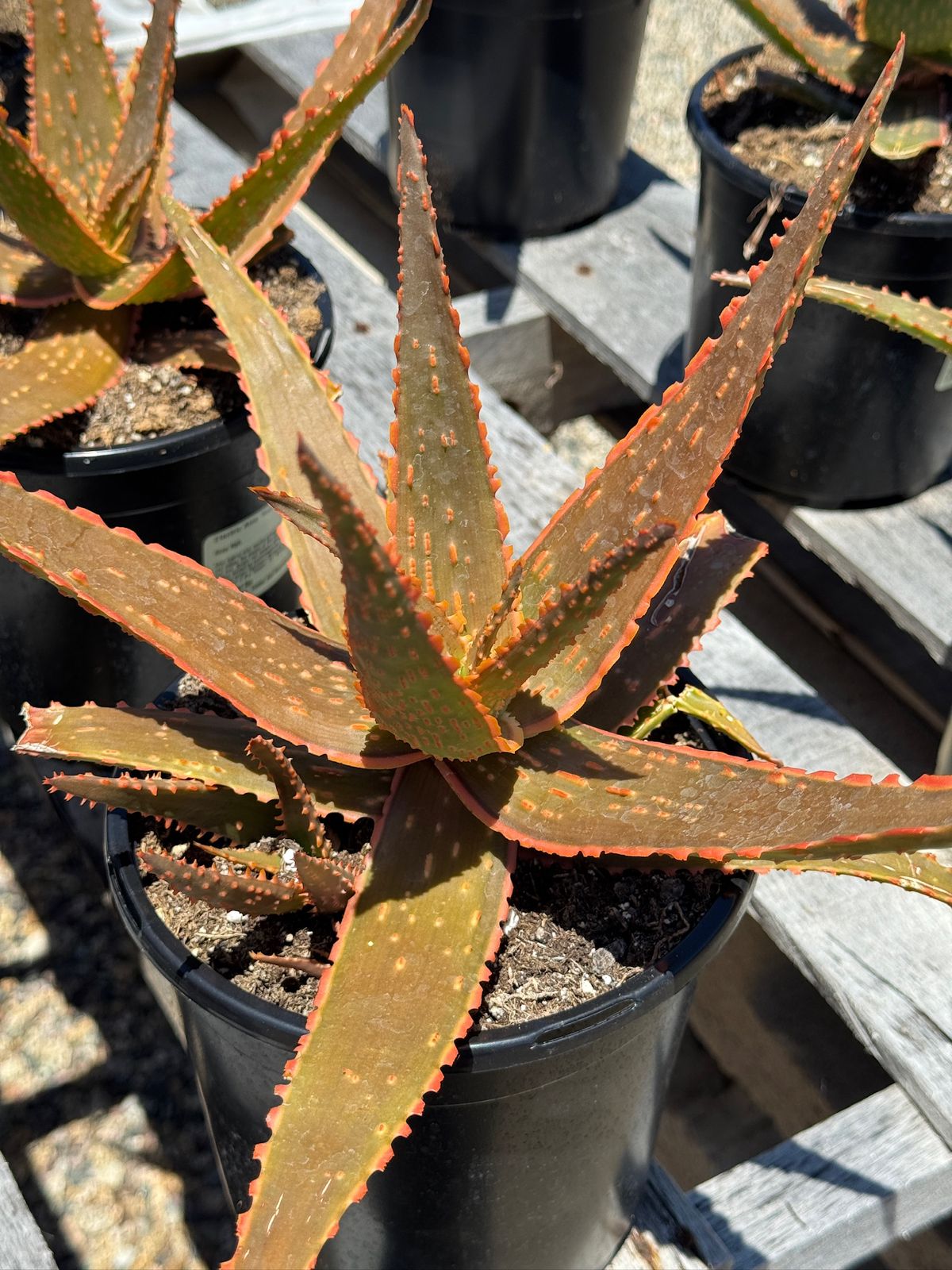 Aloe eléctric red neón