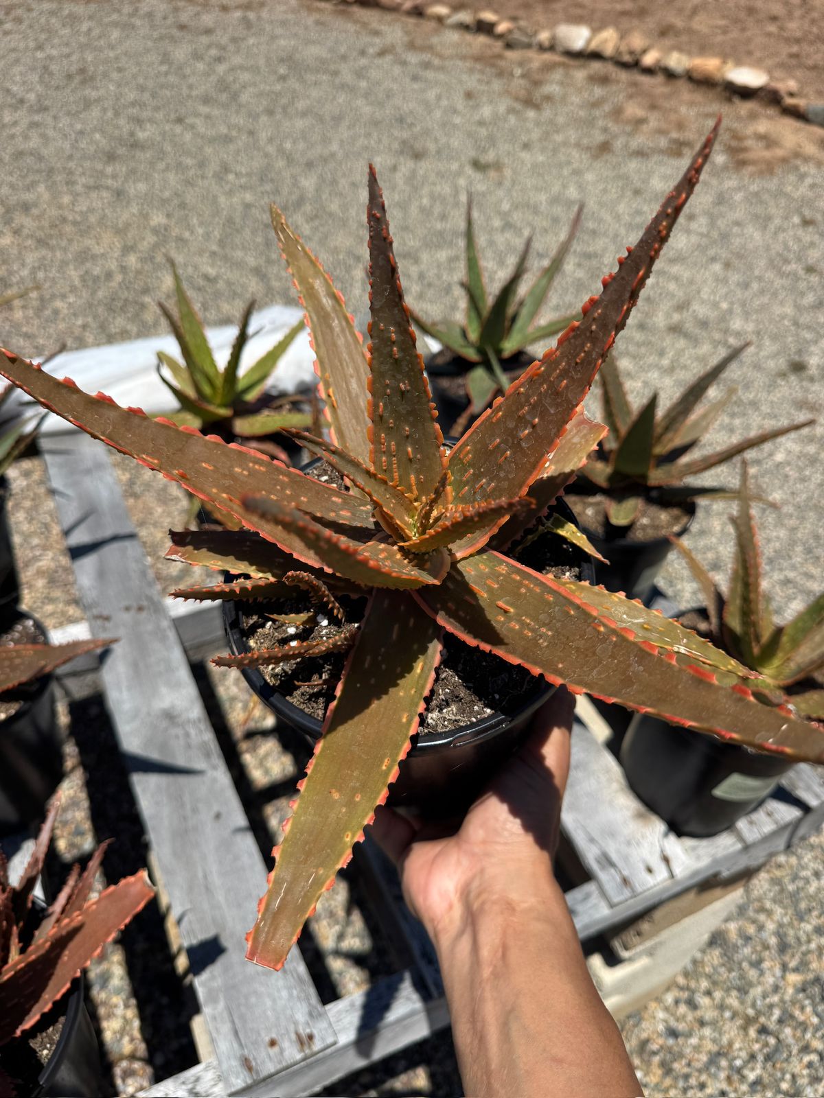 Aloe eléctric red neón