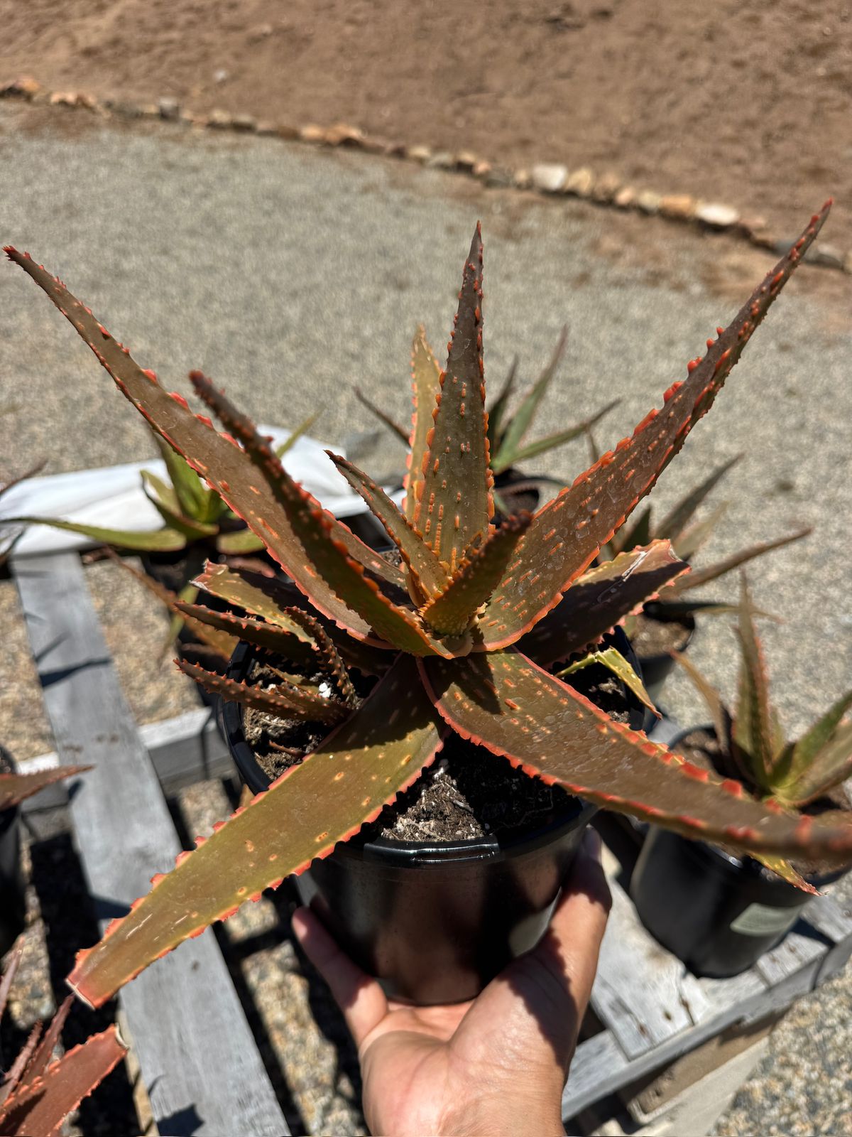 Aloe eléctric red neón