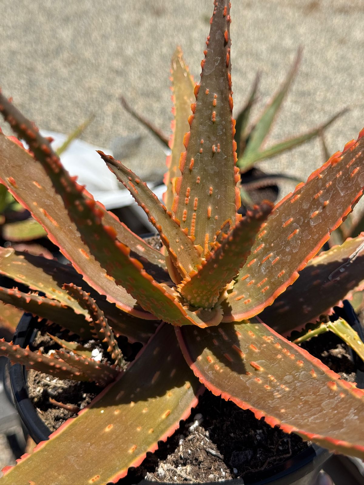 Aloe eléctric red neón