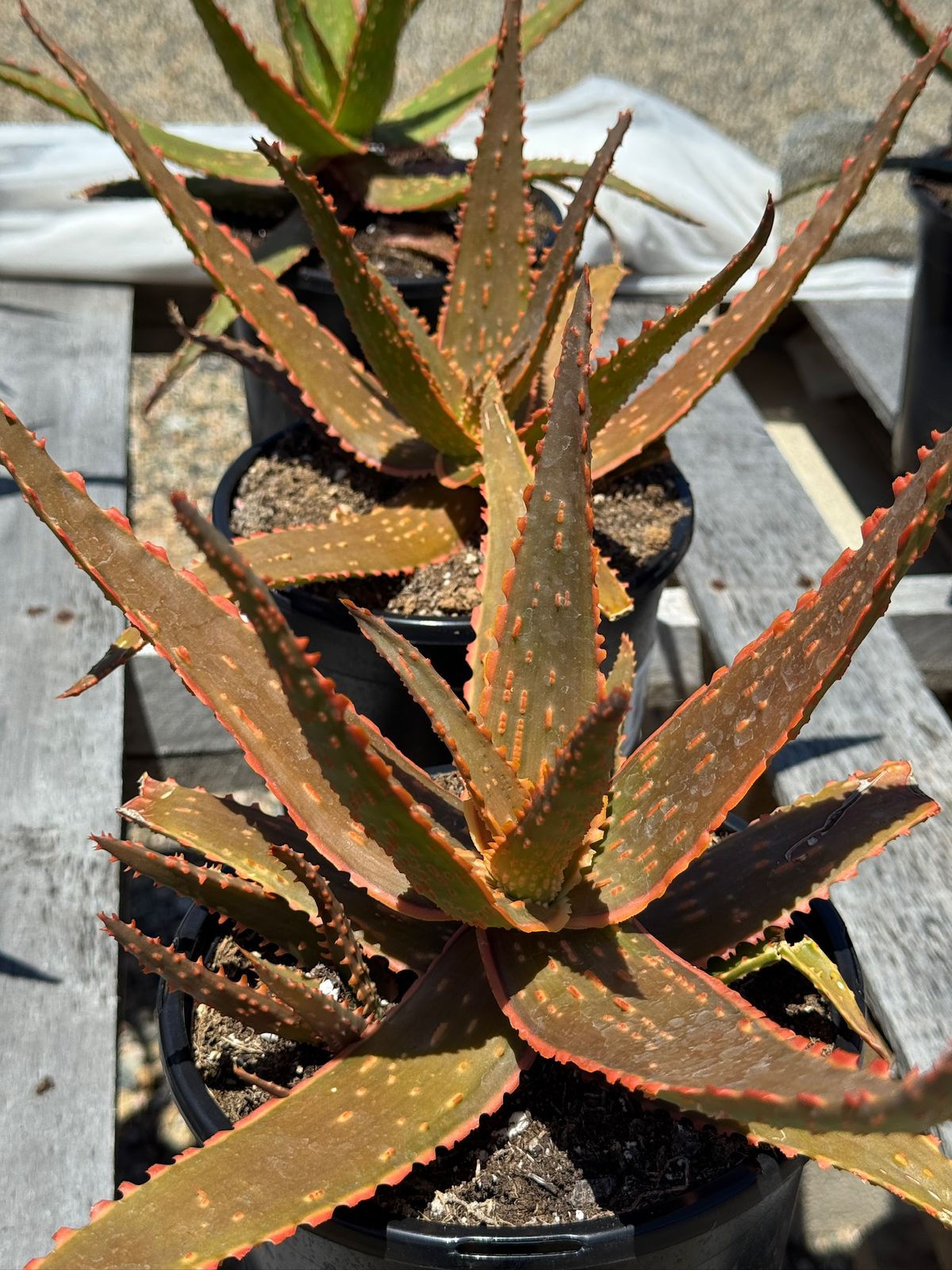 Aloe eléctric red neón