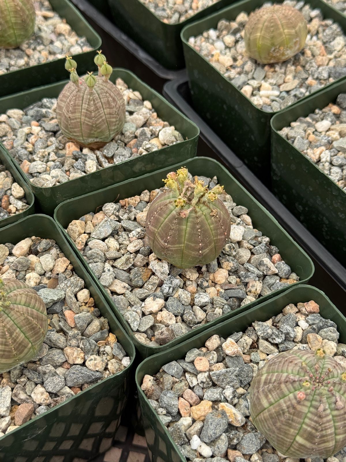 Euphorbia obesa