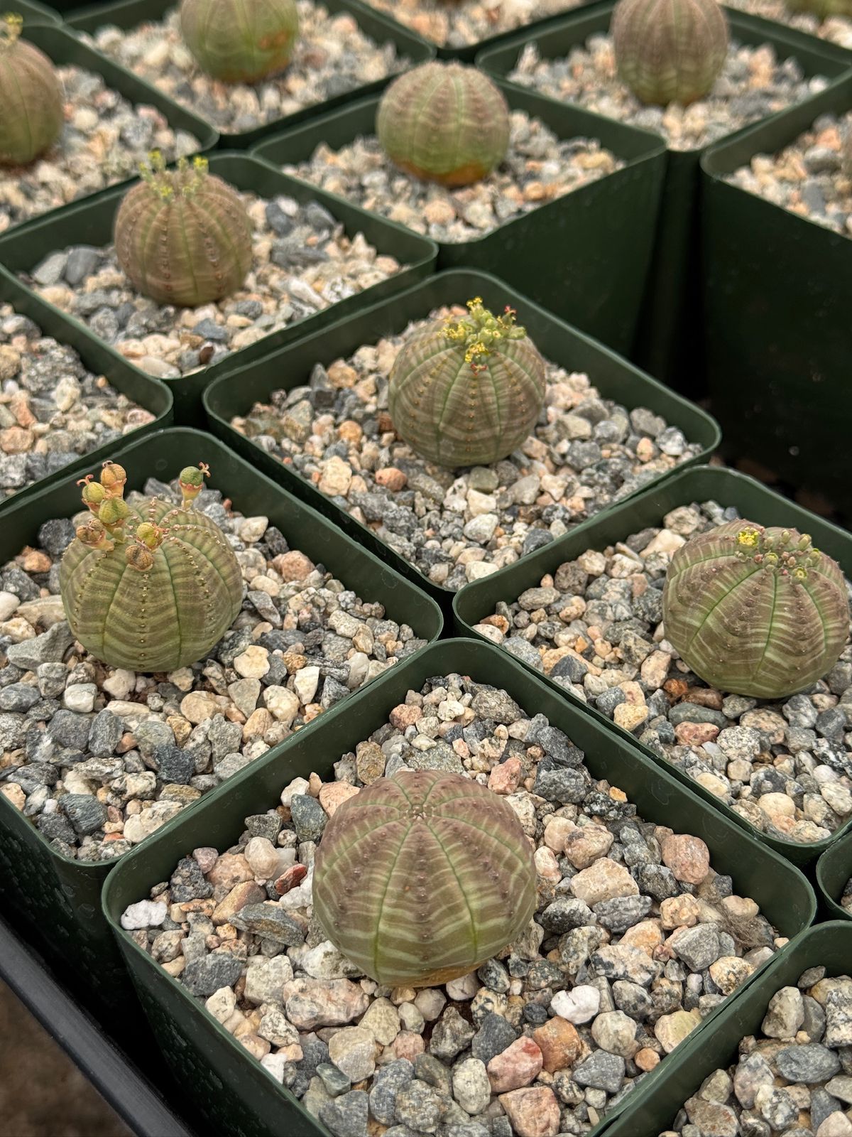 Euphorbia obesa