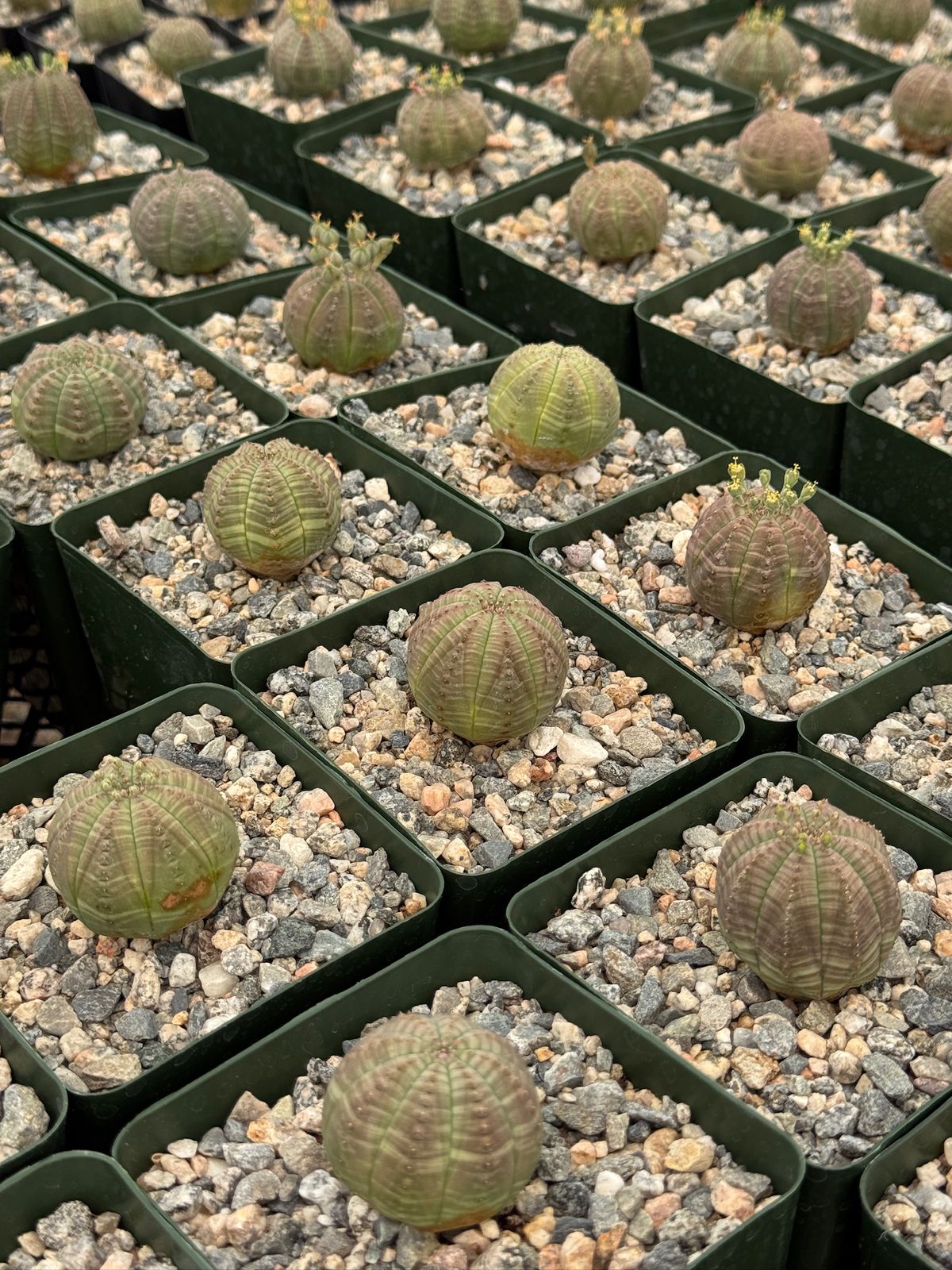 Euphorbia obesa