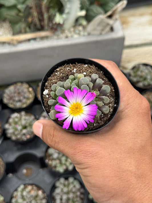 Frithia pulchra
