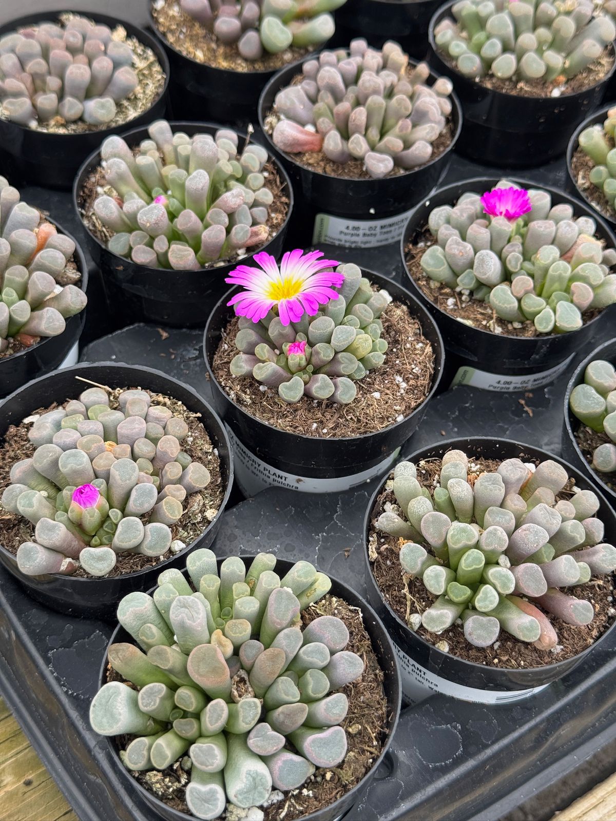 Frithia pulchra
