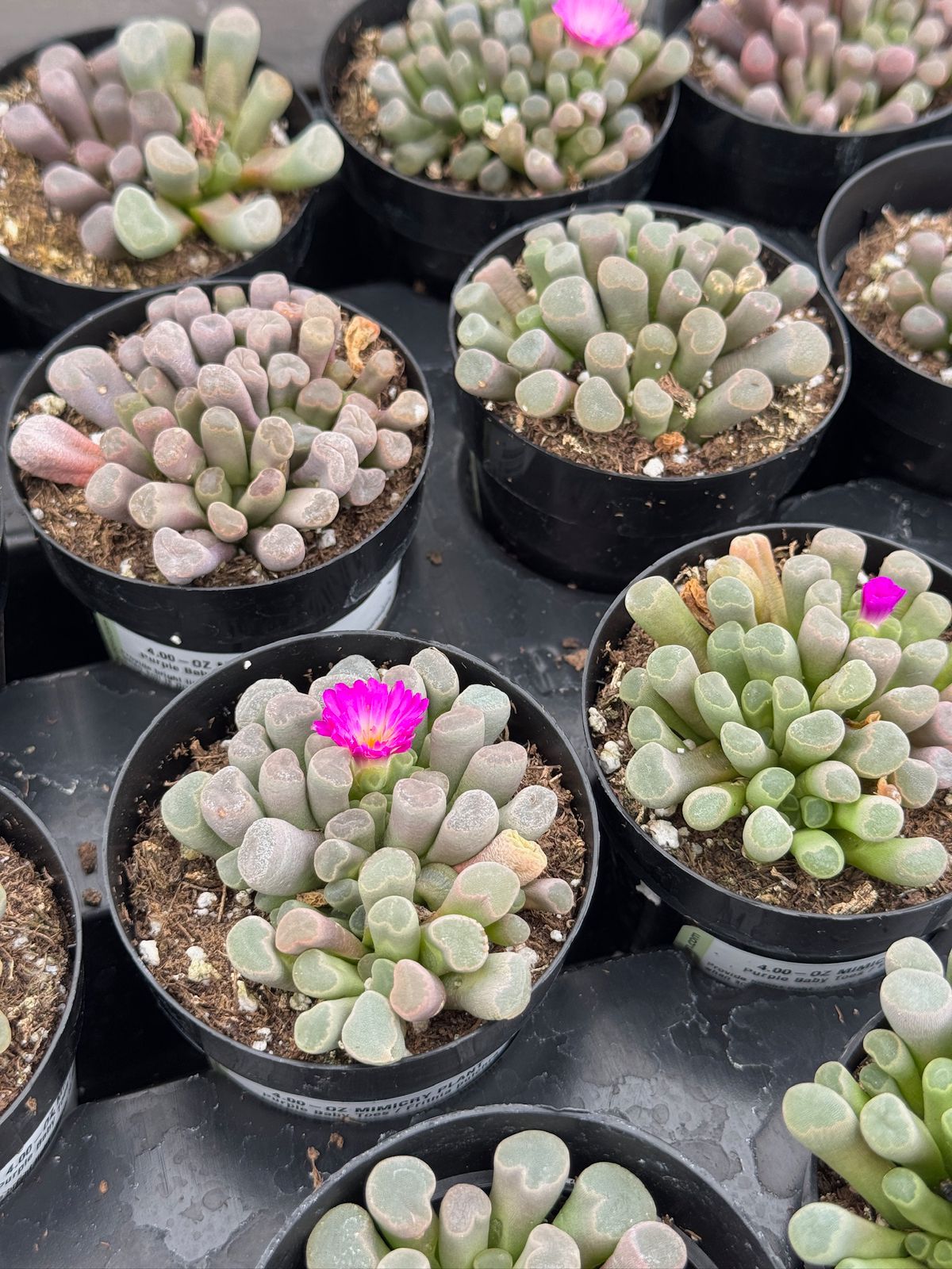 Frithia pulchra
