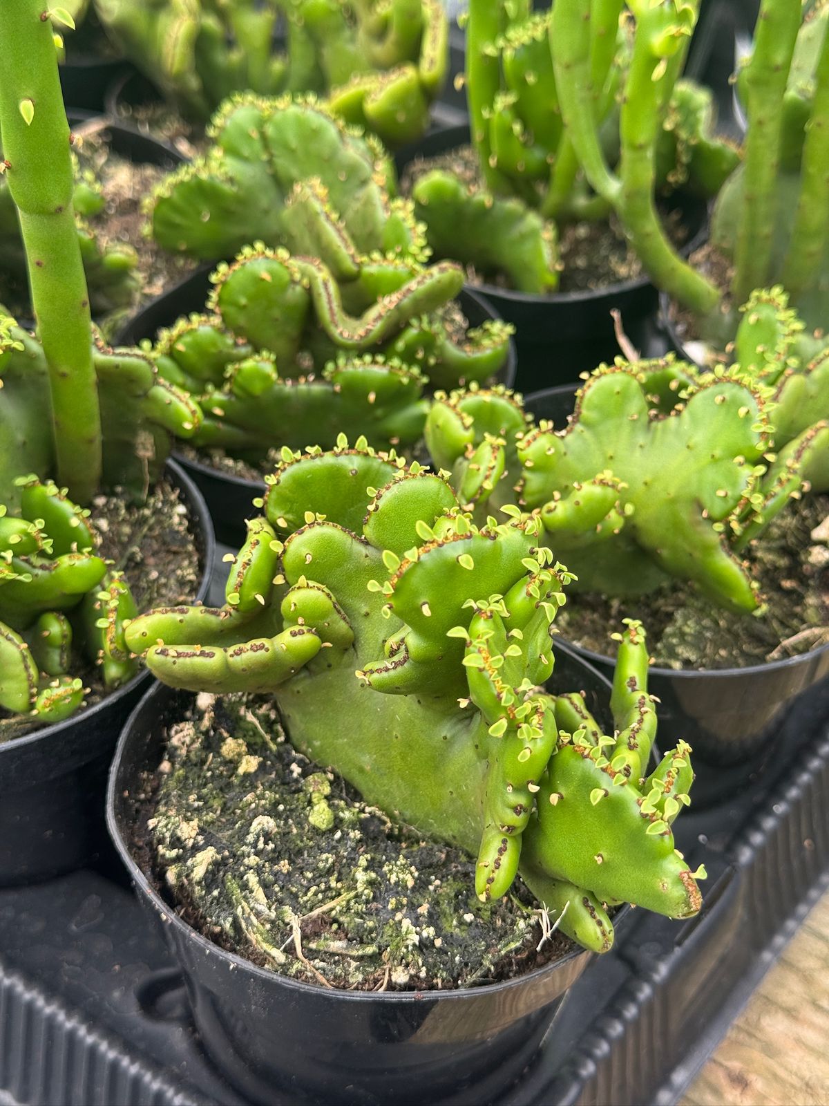 Euphorbia leucodendron cresta