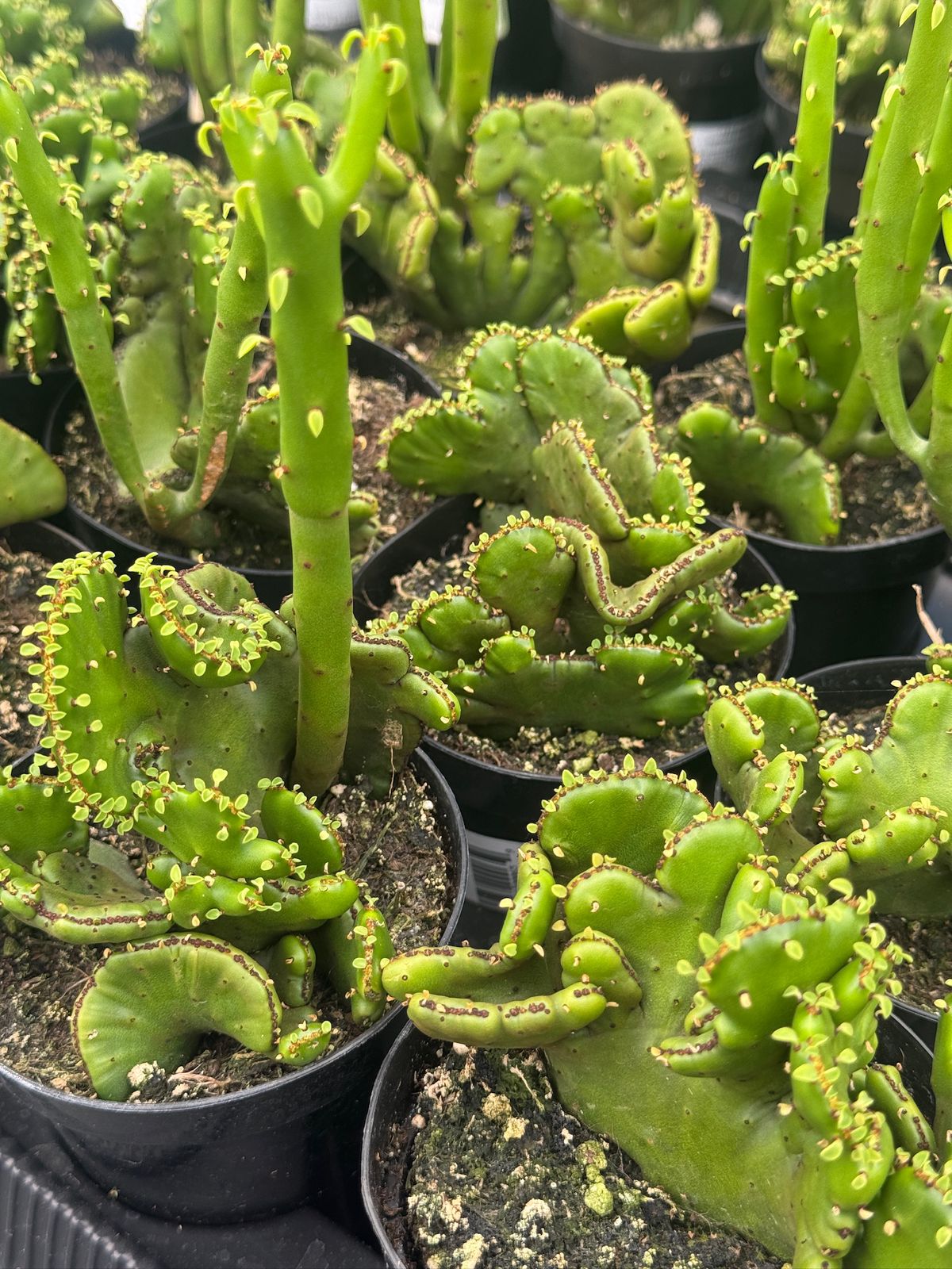 Euphorbia leucodendron cresta