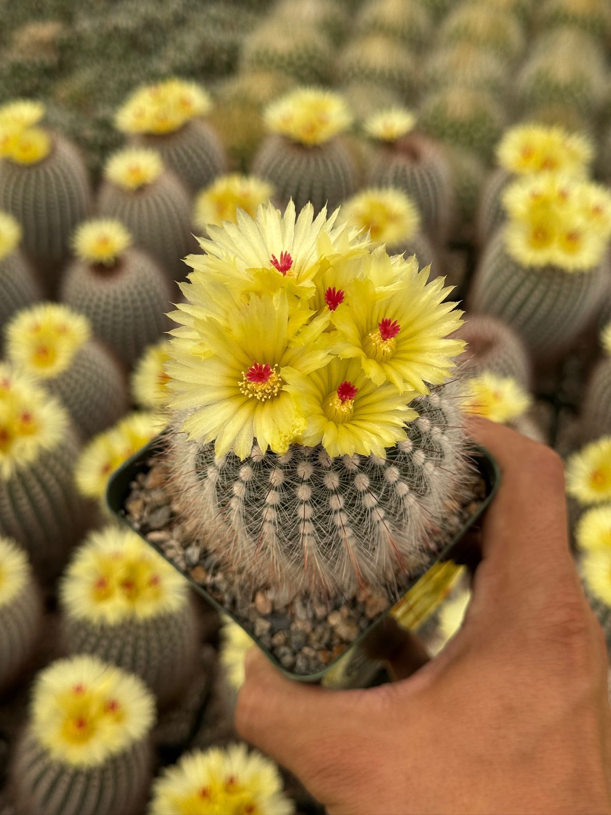 Notocactus scopa var. Rubra