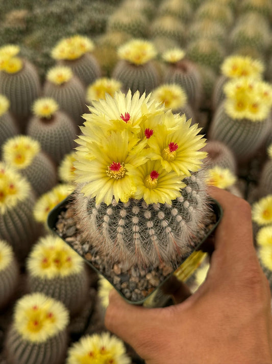 Notocactus scopa var. Rubra