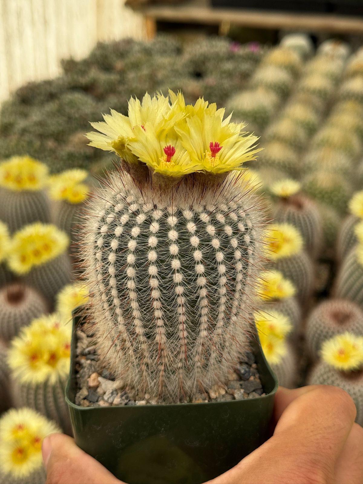 Notocactus scopa var. Rubra