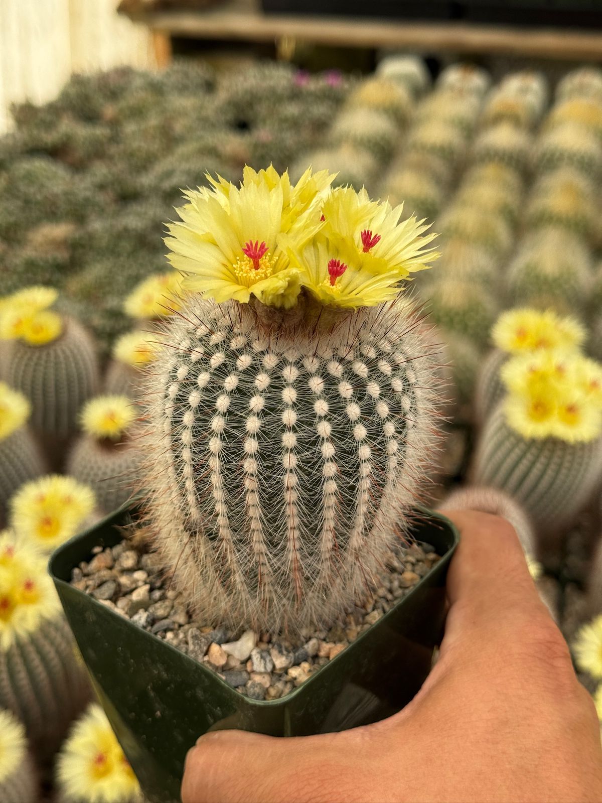 Notocactus scopa var. Rubra