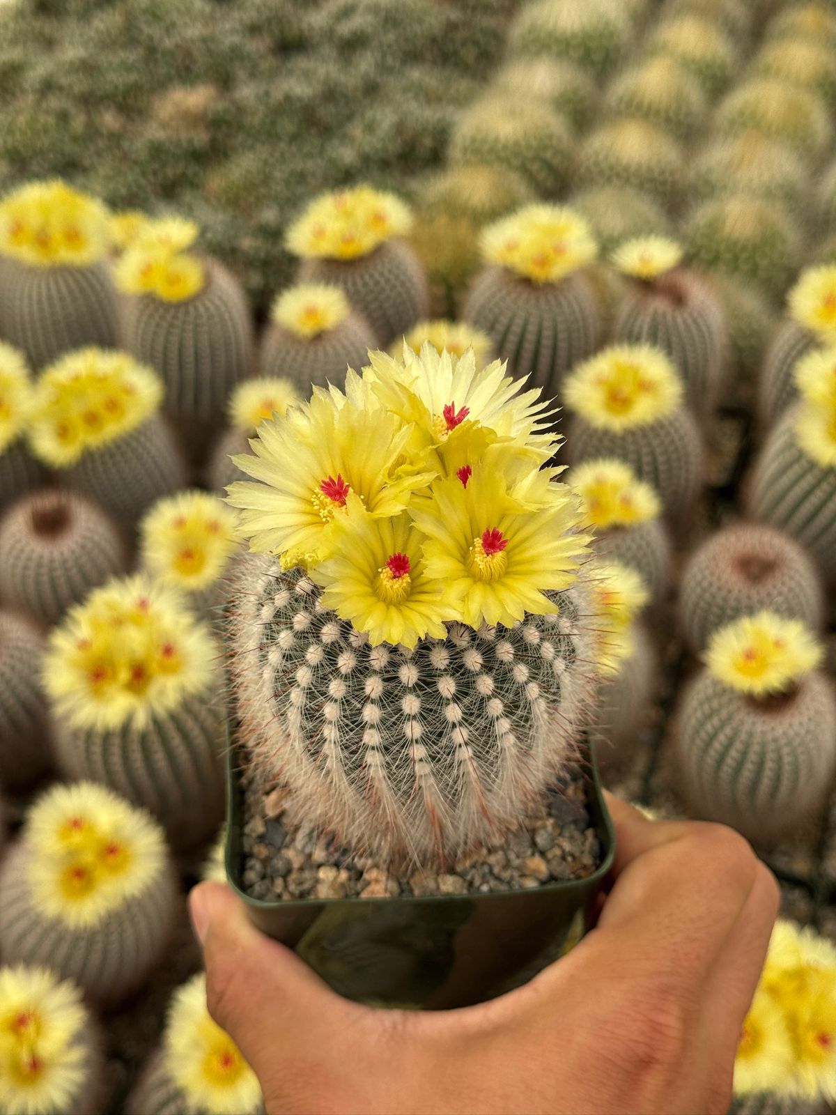 Notocactus scopa var. Rubra