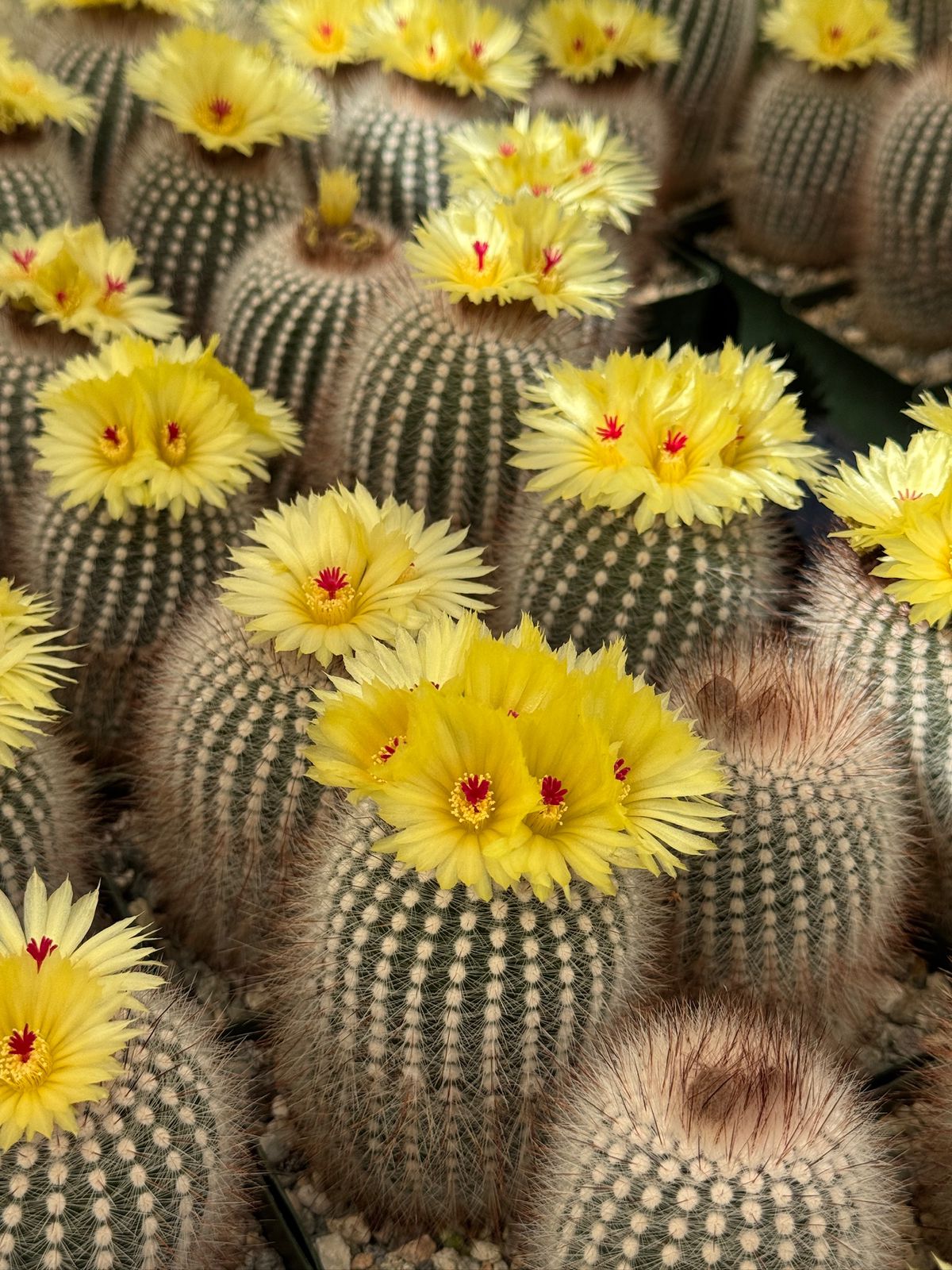 Notocactus scopa var. Rubra
