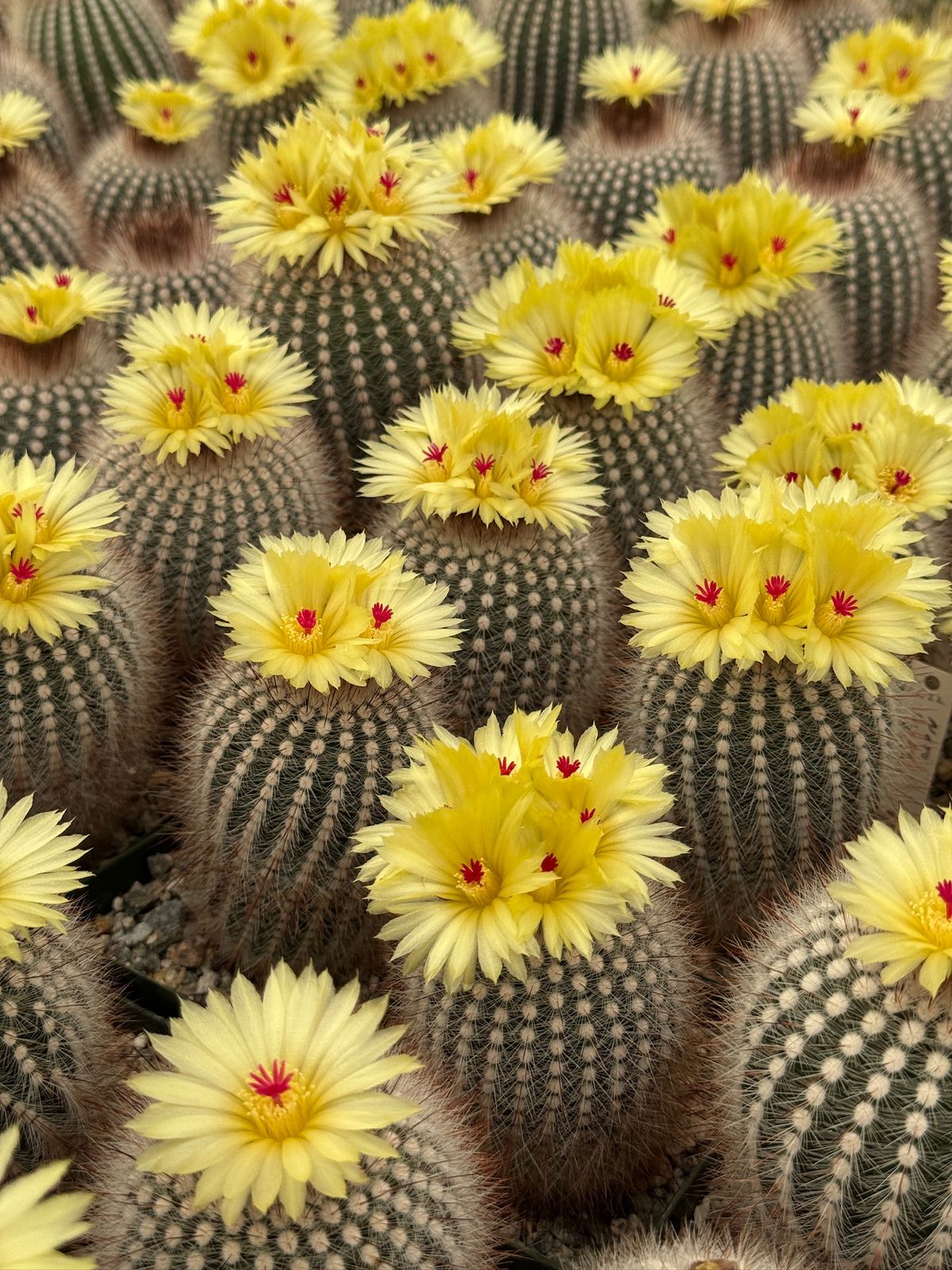Notocactus scopa var. Rubra