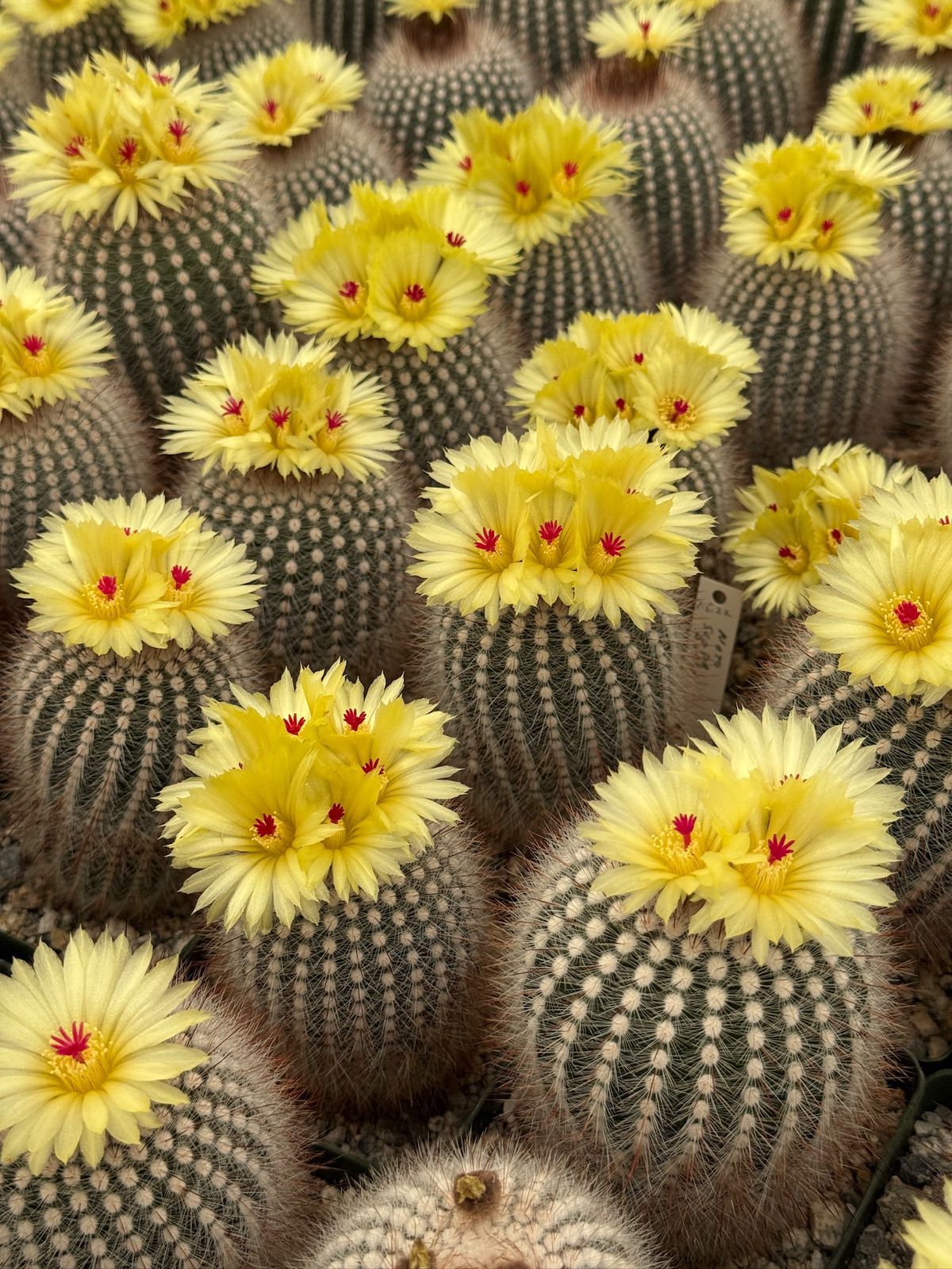 Notocactus scopa var. Rubra