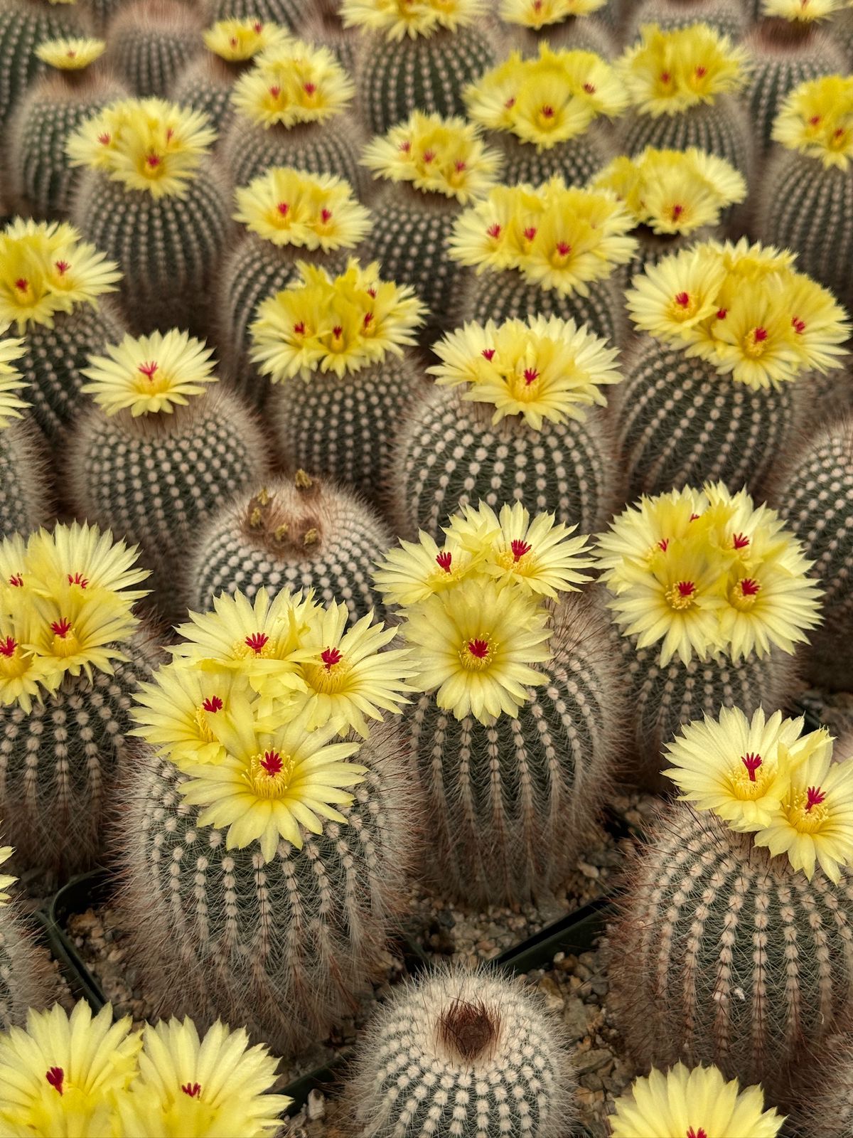 Notocactus scopa var. Rubra