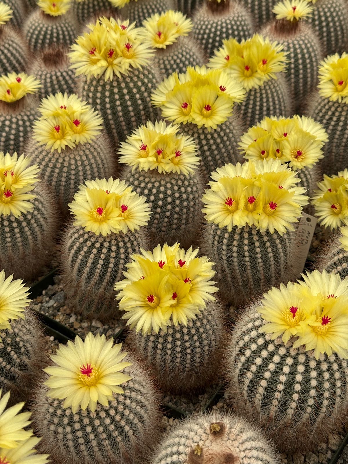 Notocactus scopa var. Rubra