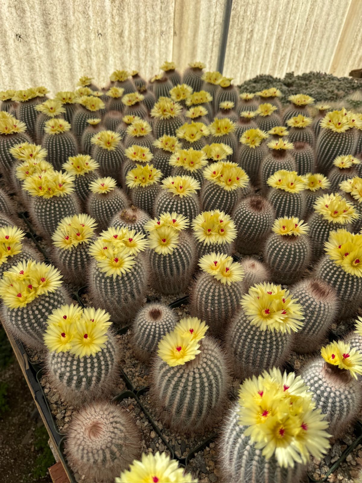 Notocactus scopa var. Rubra