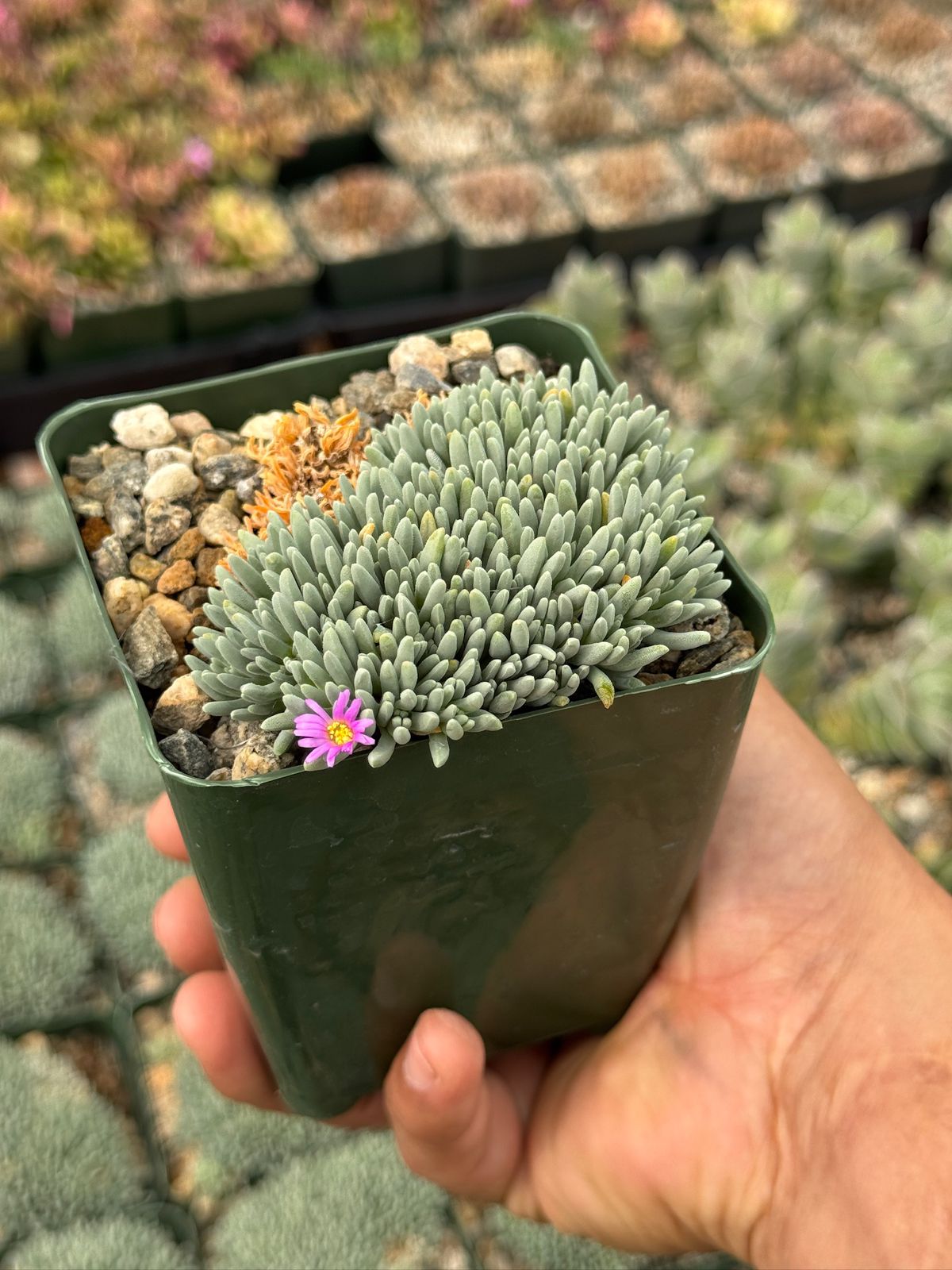 Delosperma sphalmanthoides