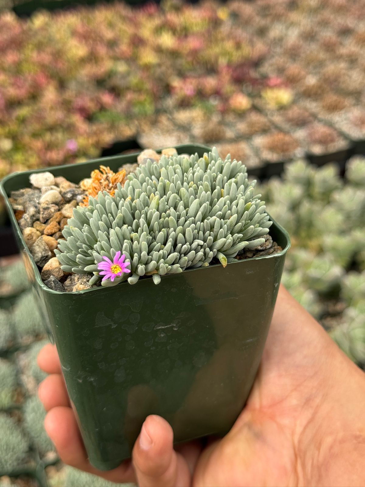 Delosperma sphalmanthoides