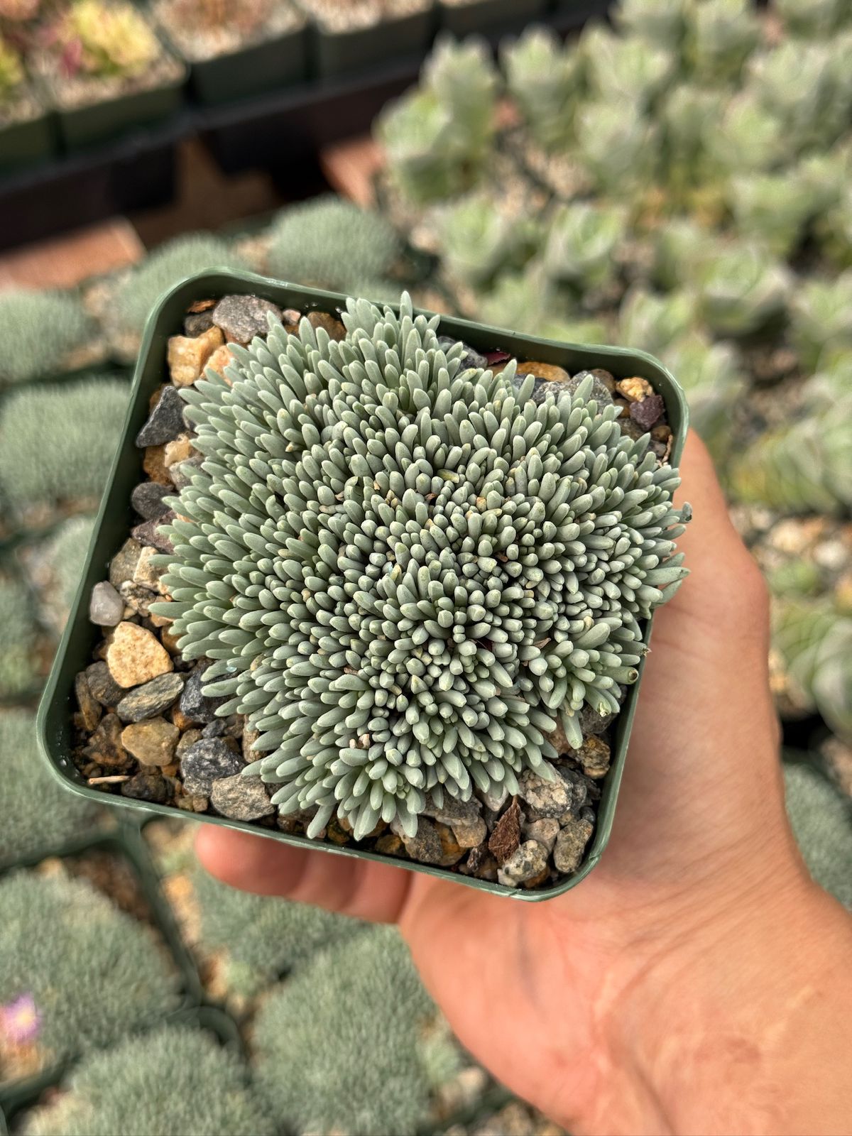 Delosperma sphalmanthoides