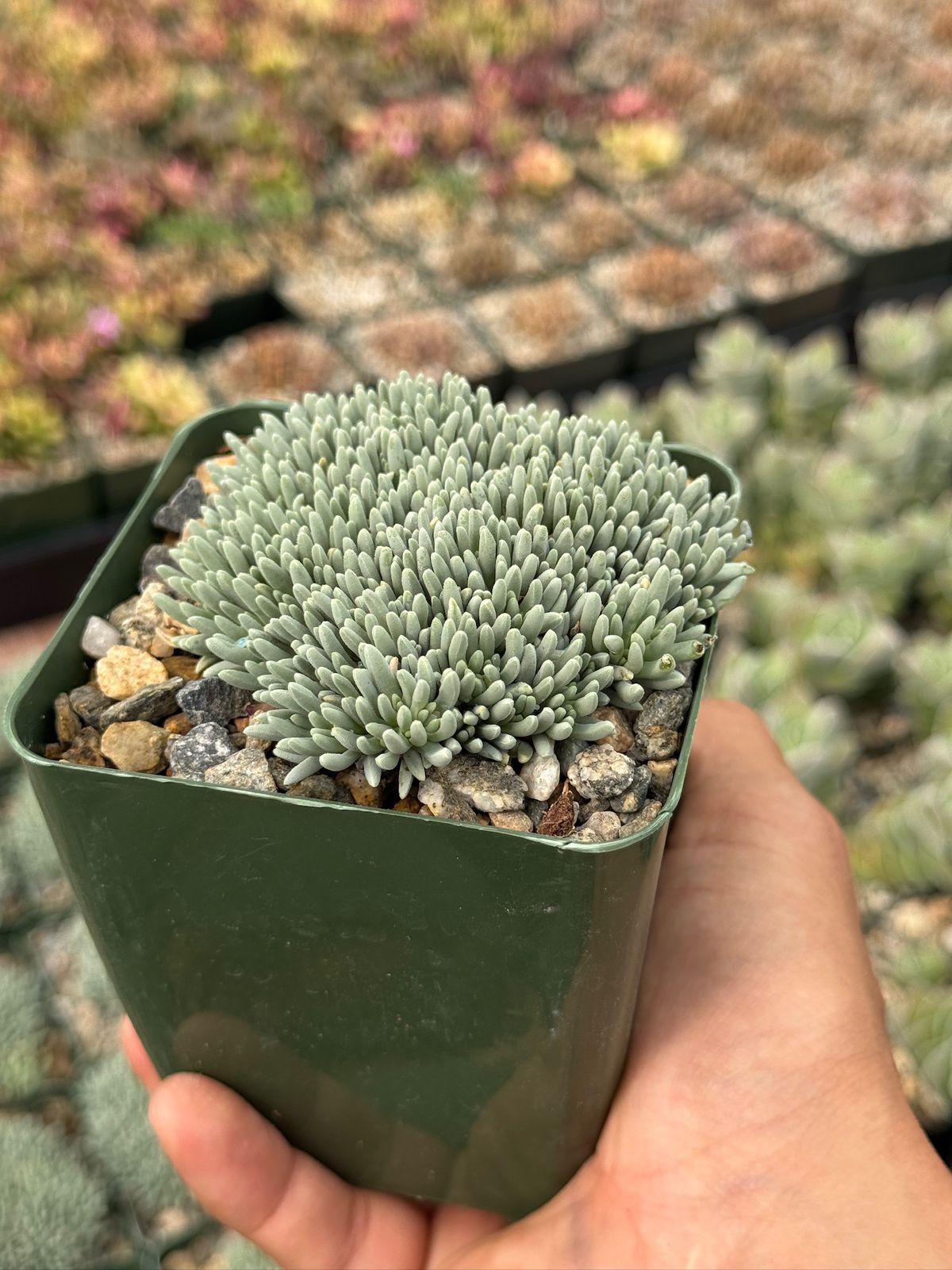 Delosperma sphalmanthoides
