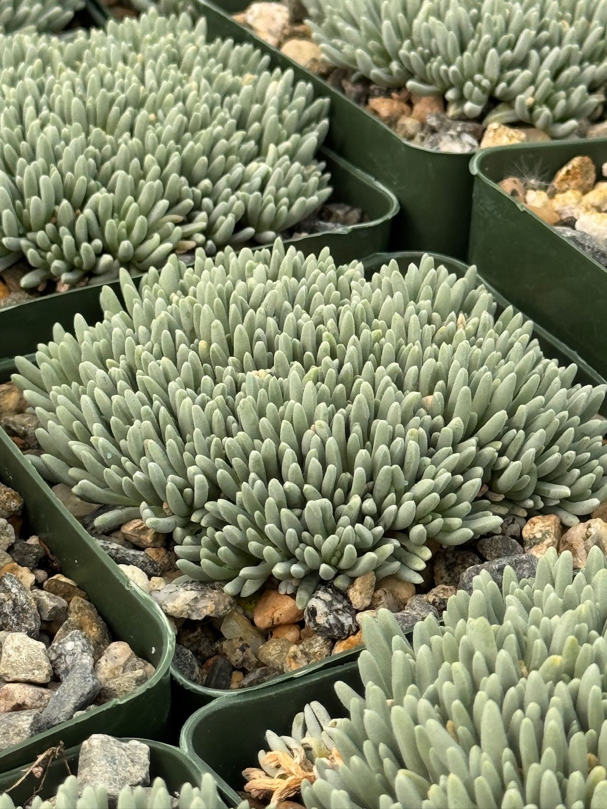 Delosperma sphalmanthoides