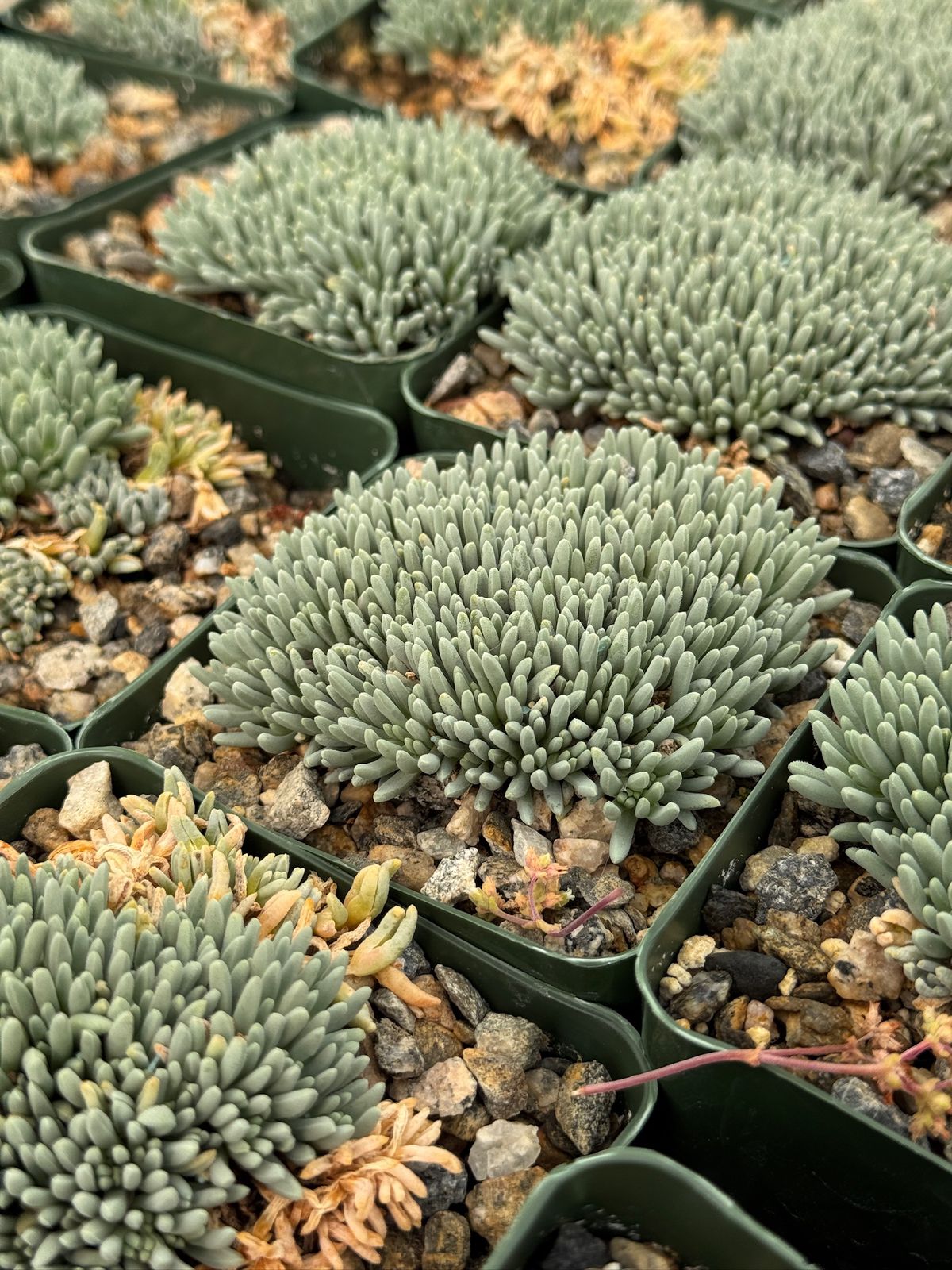 Delosperma sphalmanthoides