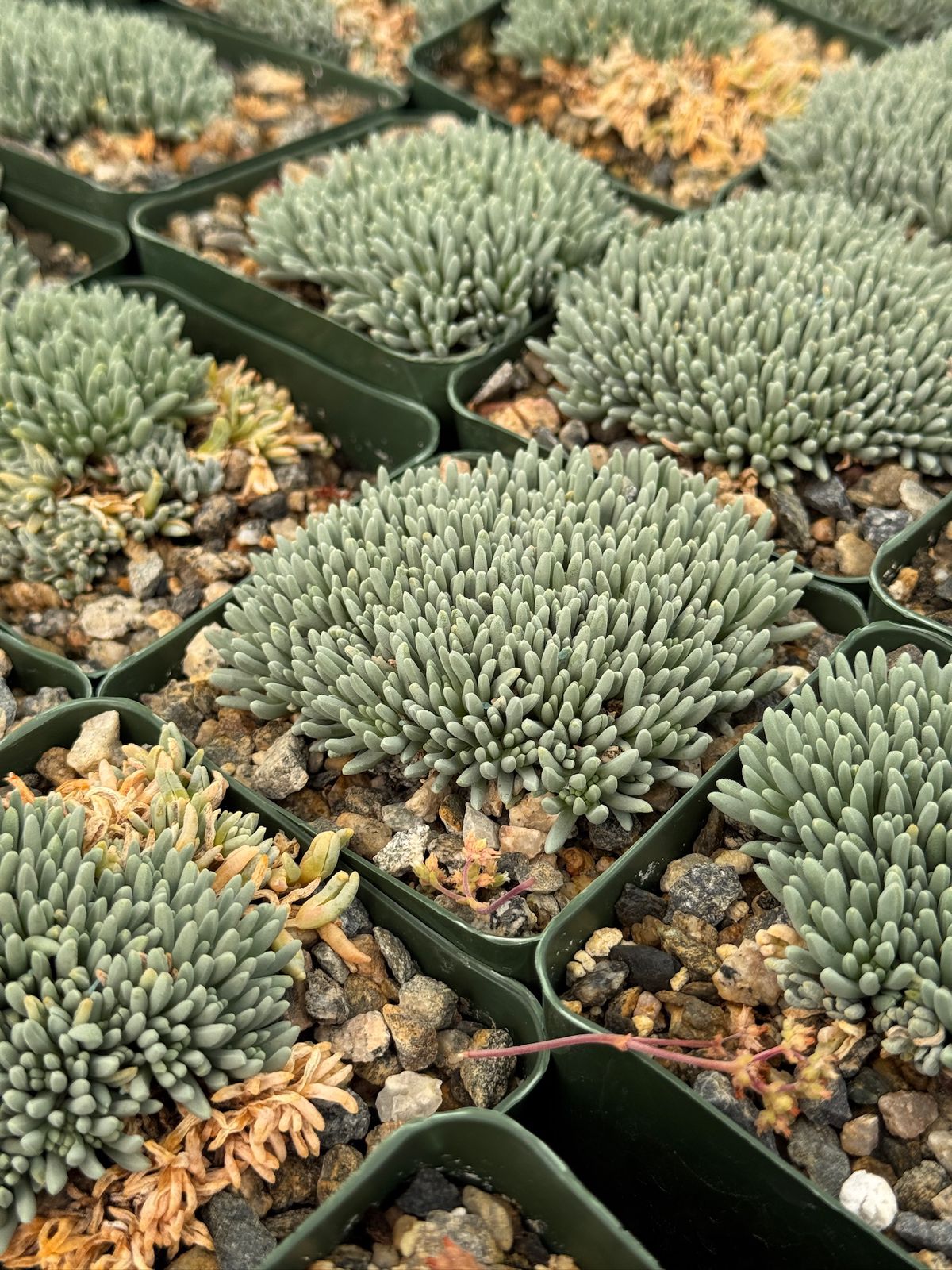 Delosperma sphalmanthoides