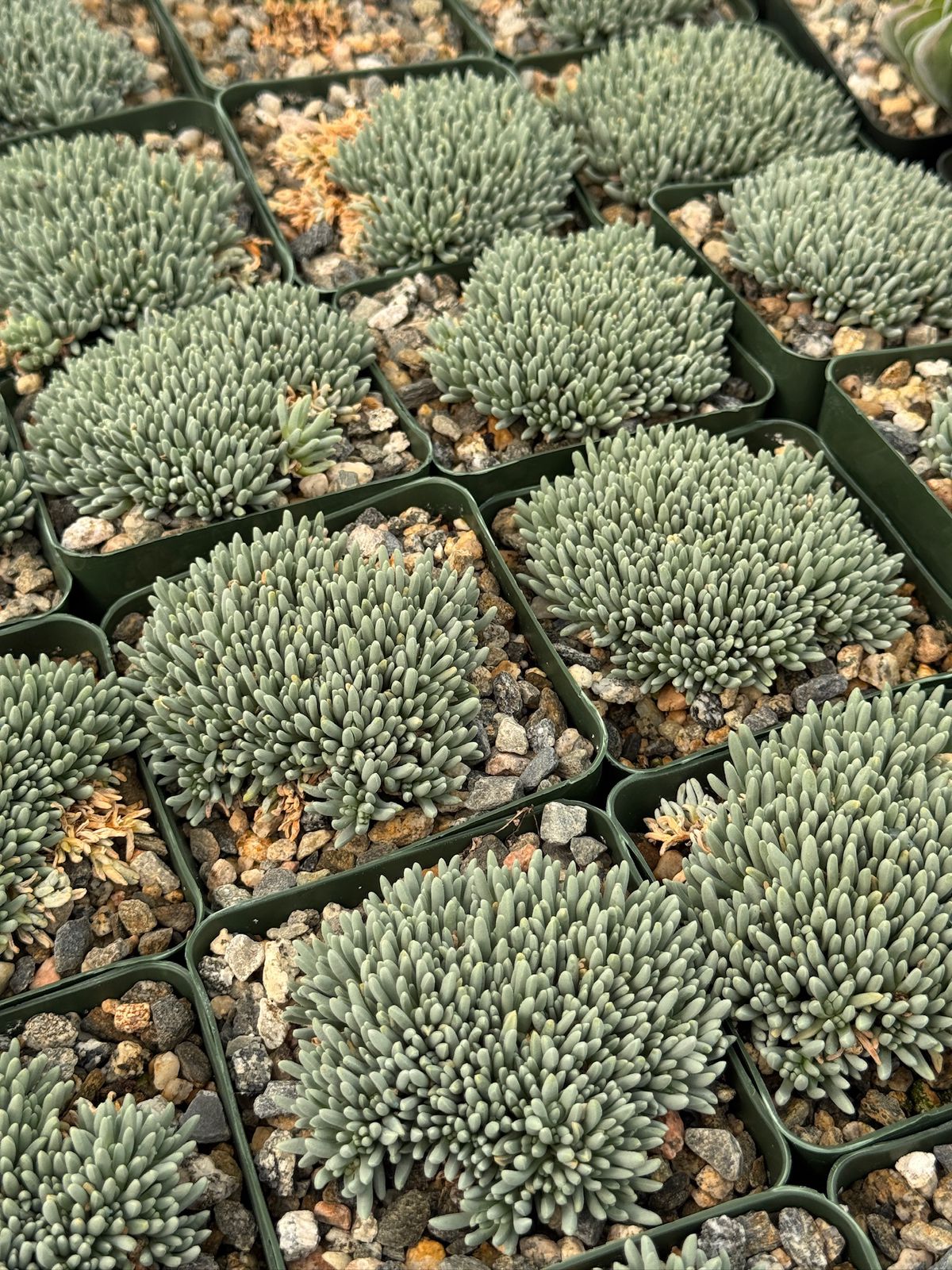 Delosperma sphalmanthoides