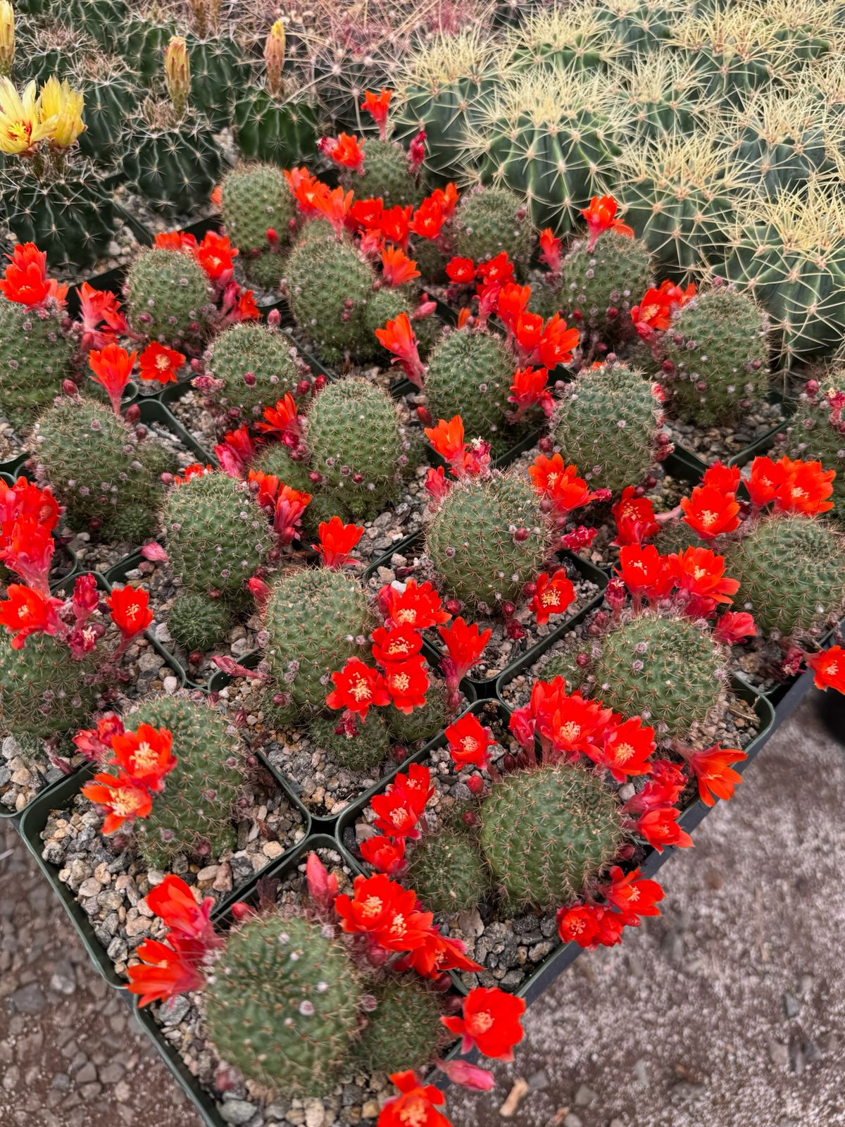Rebutia padcayensis