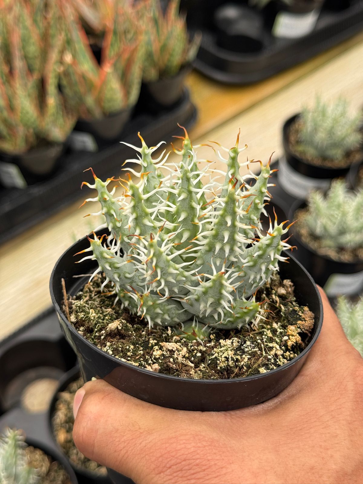 Aloe melanacantha var. Erinacea