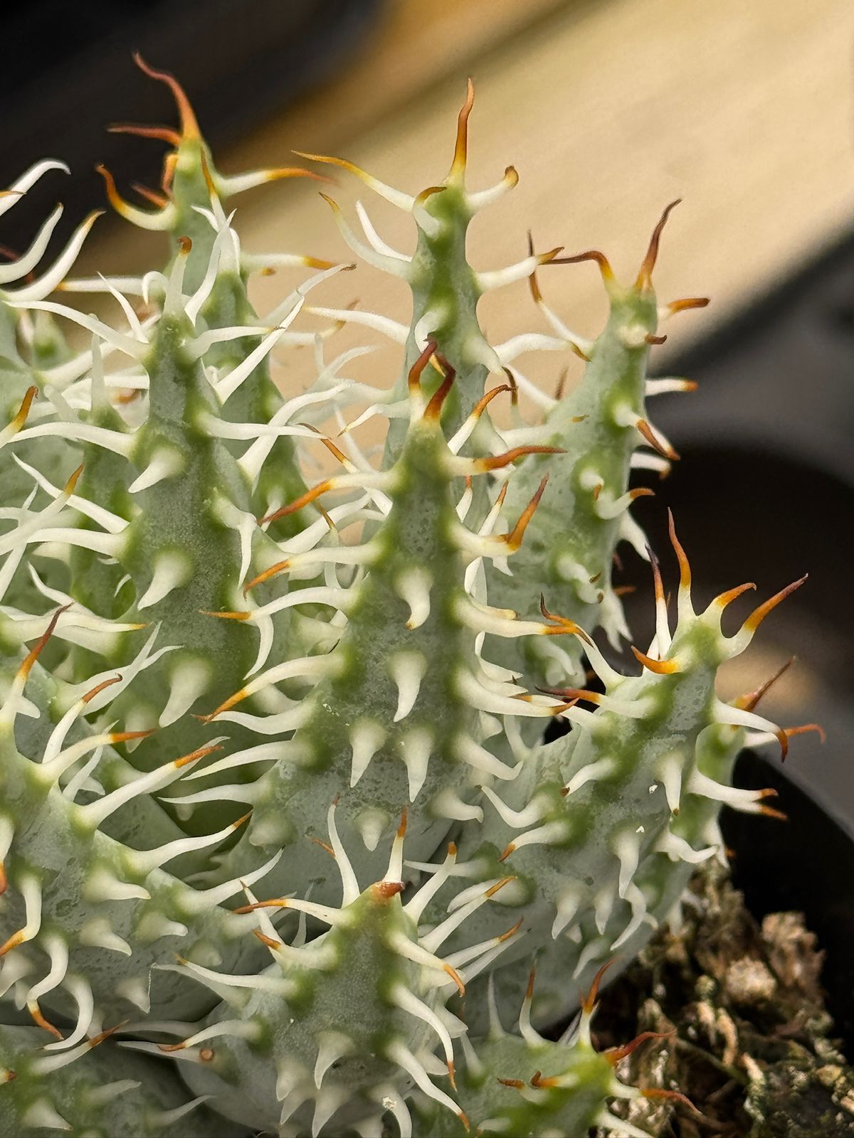 Aloe melanacantha var. Erinacea