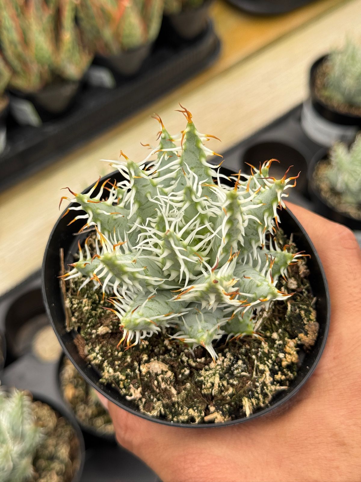 Aloe melanacantha var. Erinacea