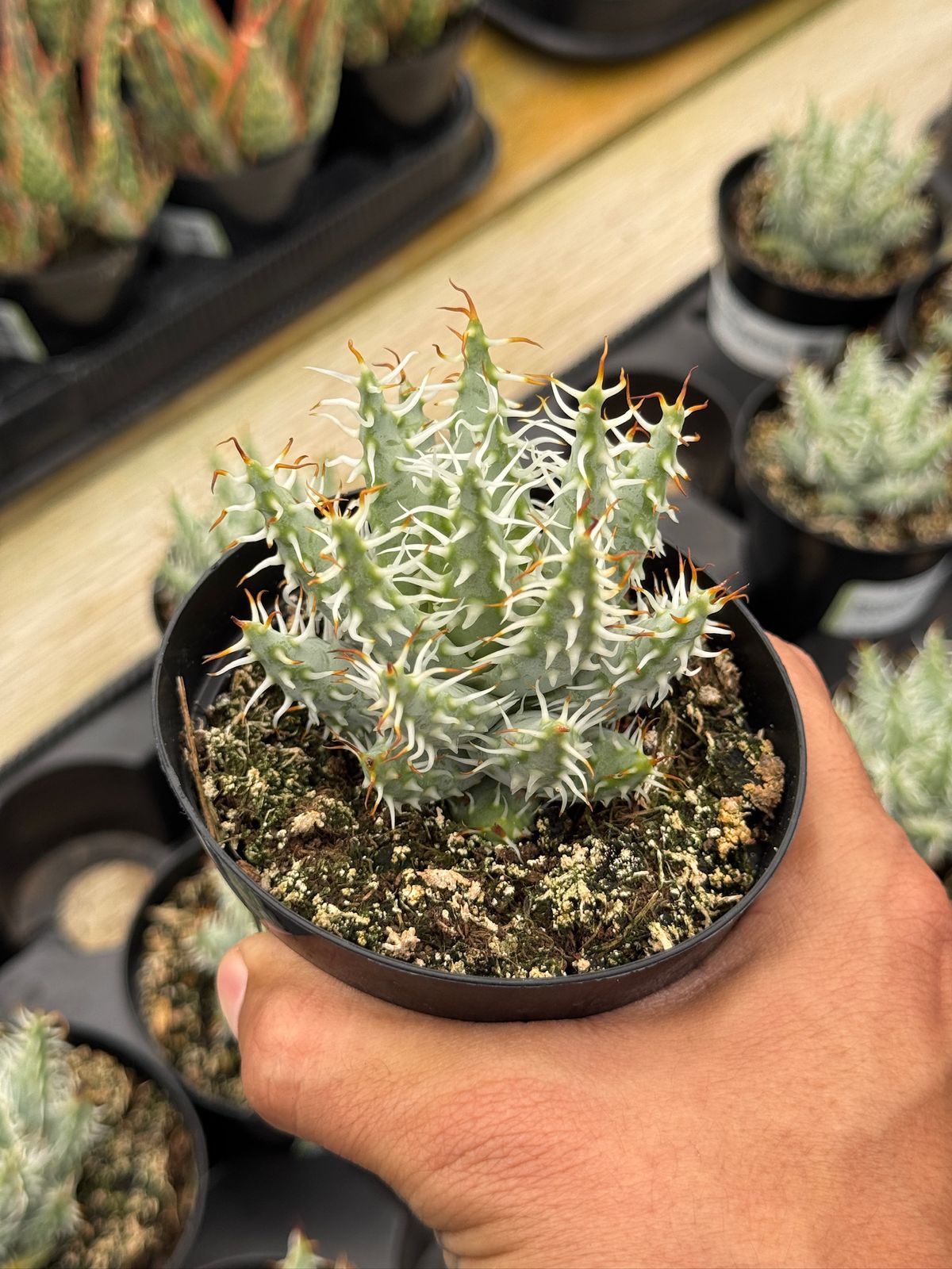 Aloe melanacantha var. Erinacea