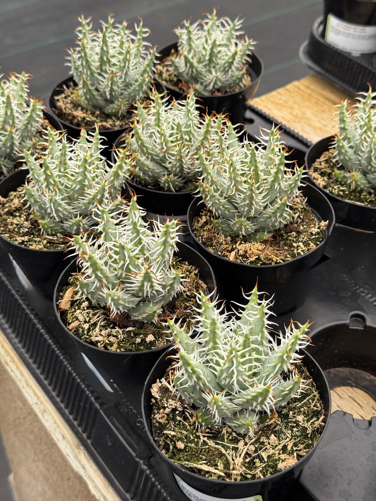 Aloe melanacantha var. Erinacea