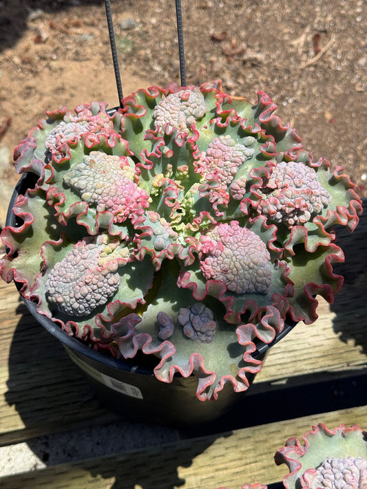 Echeveria sea dragón