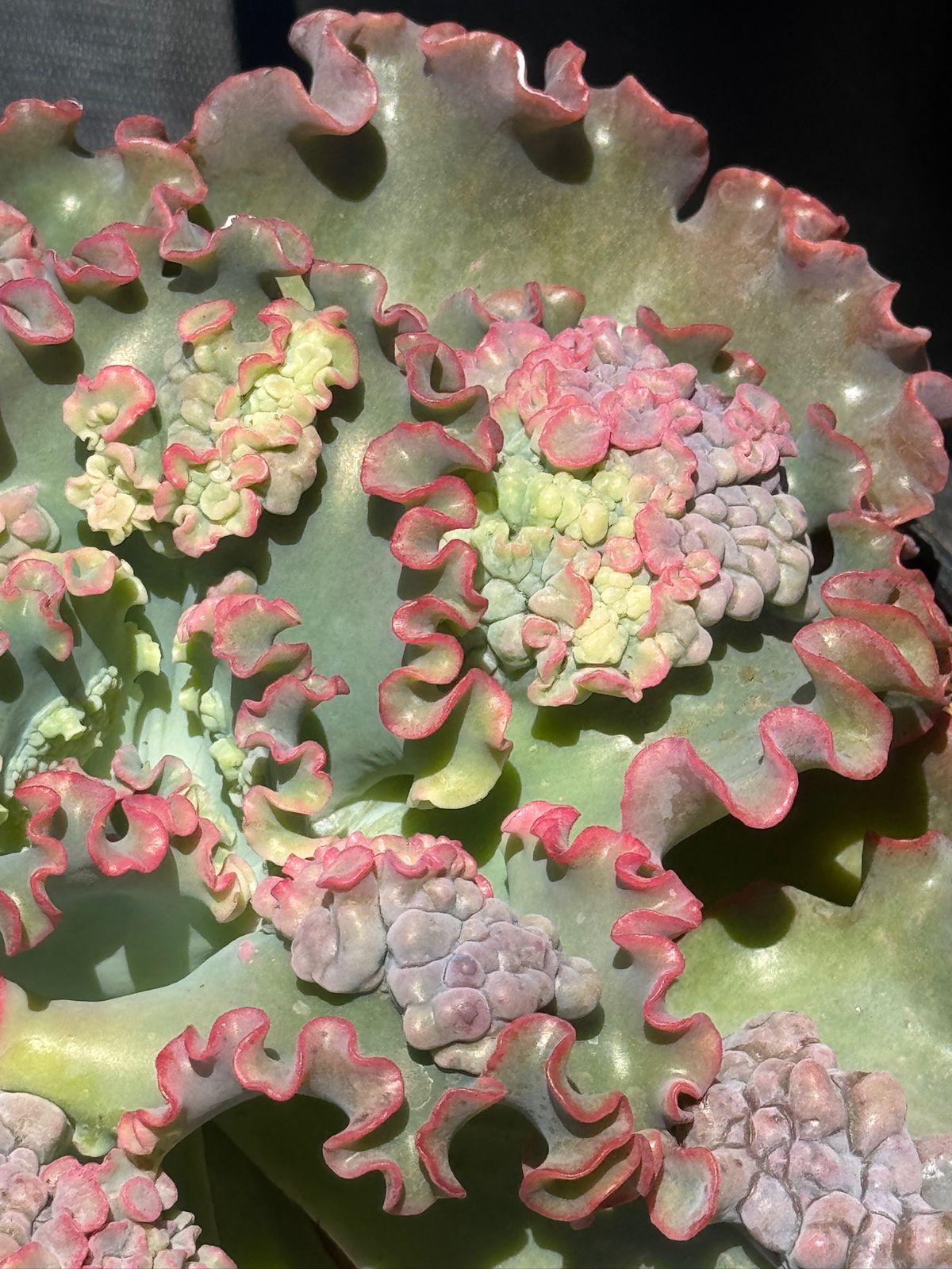 Echeveria sea dragón