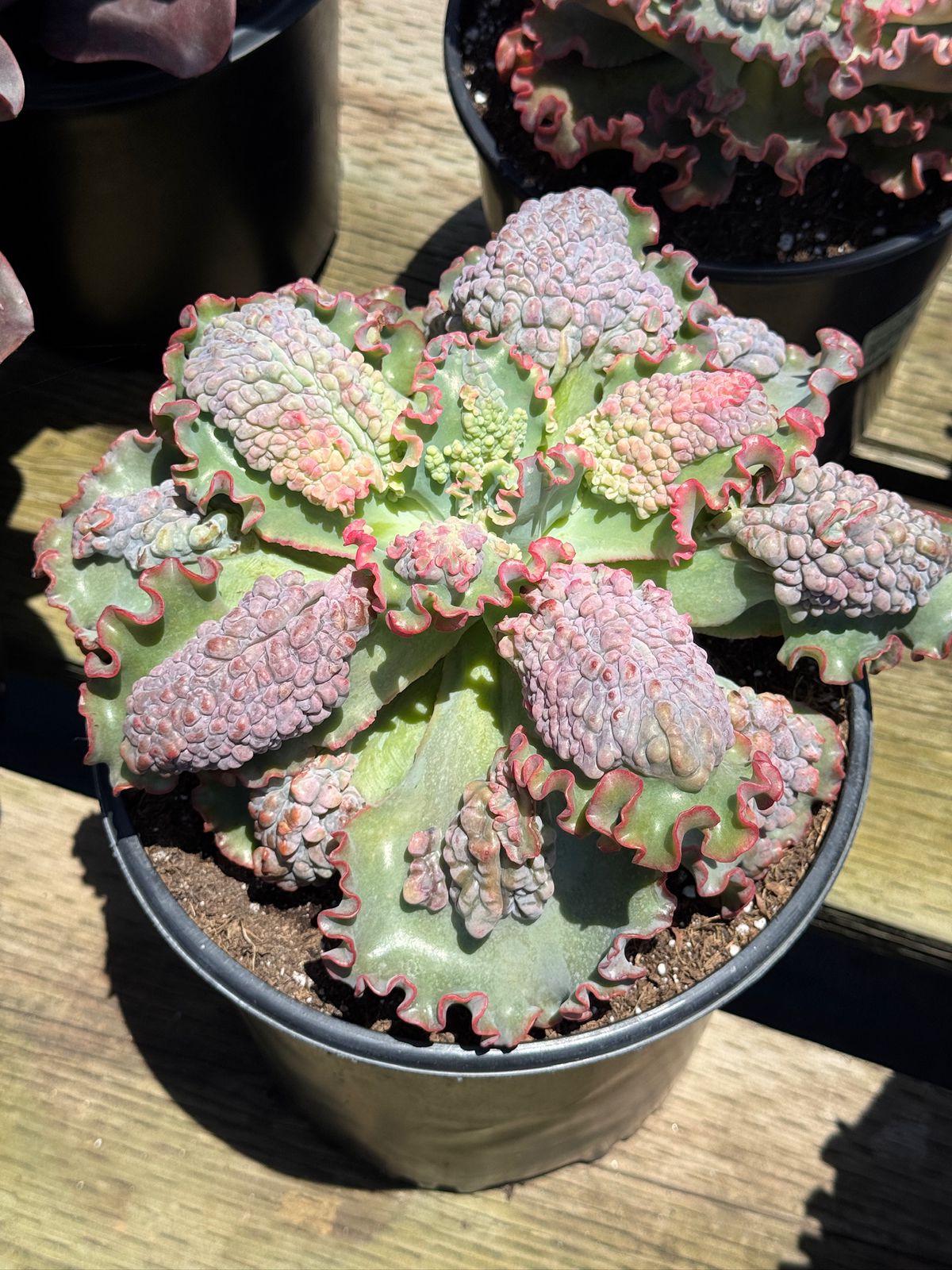 Echeveria sea dragón