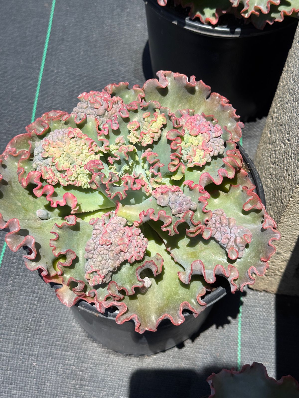 Echeveria sea dragón