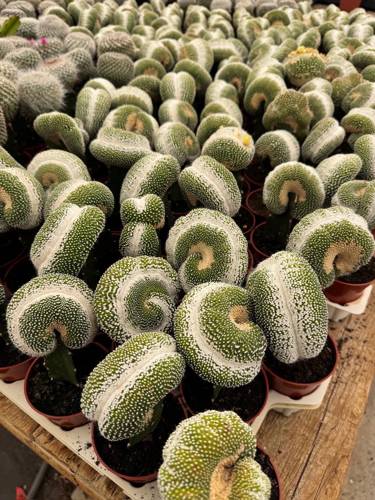 Injerto Notocactus scopa crestada