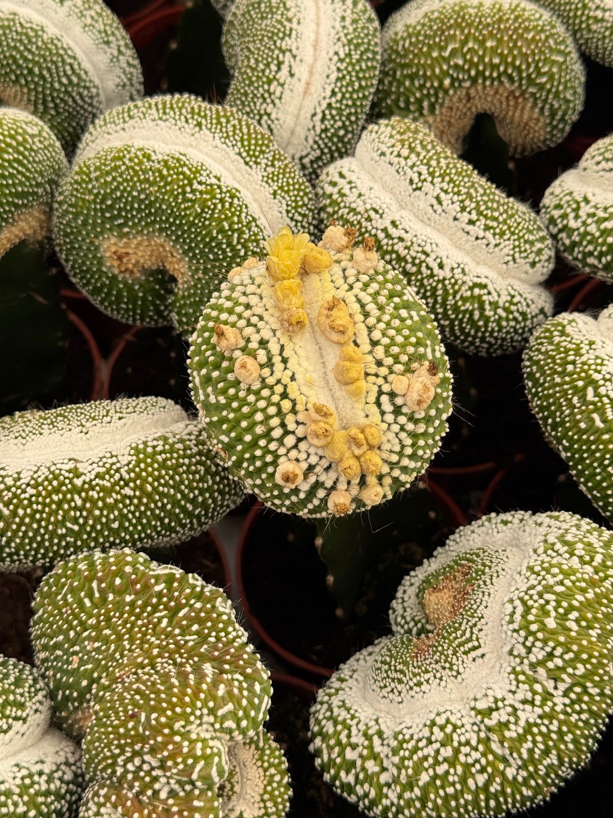Injerto Notocactus scopa crestada