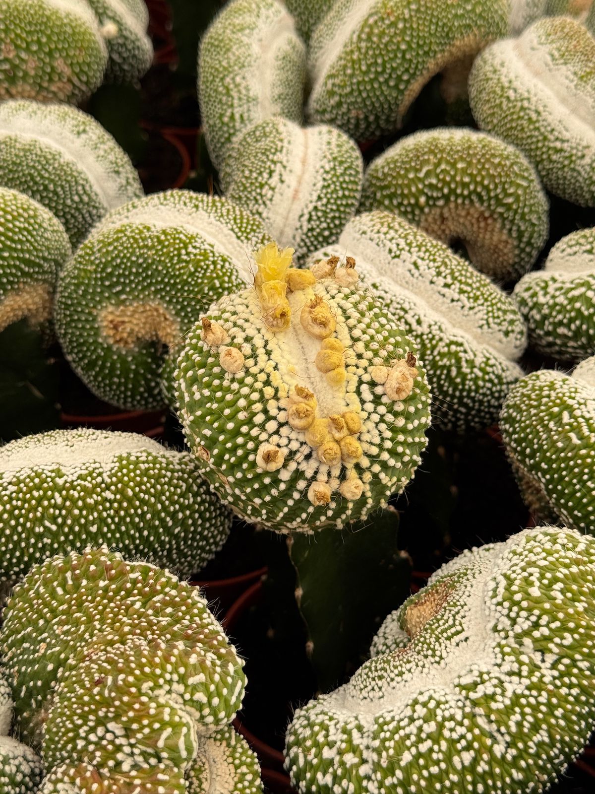 Injerto Notocactus scopa crestada