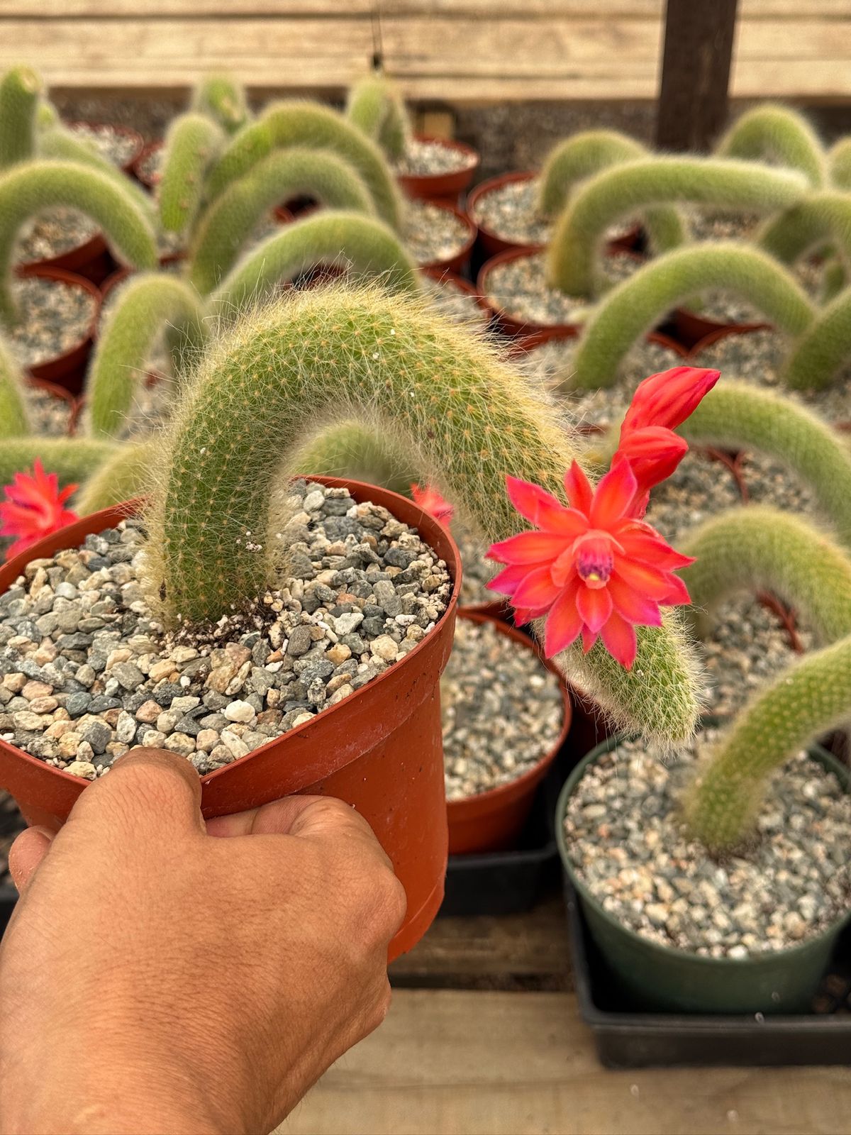 Cleistocactus colademononis Cola de mono