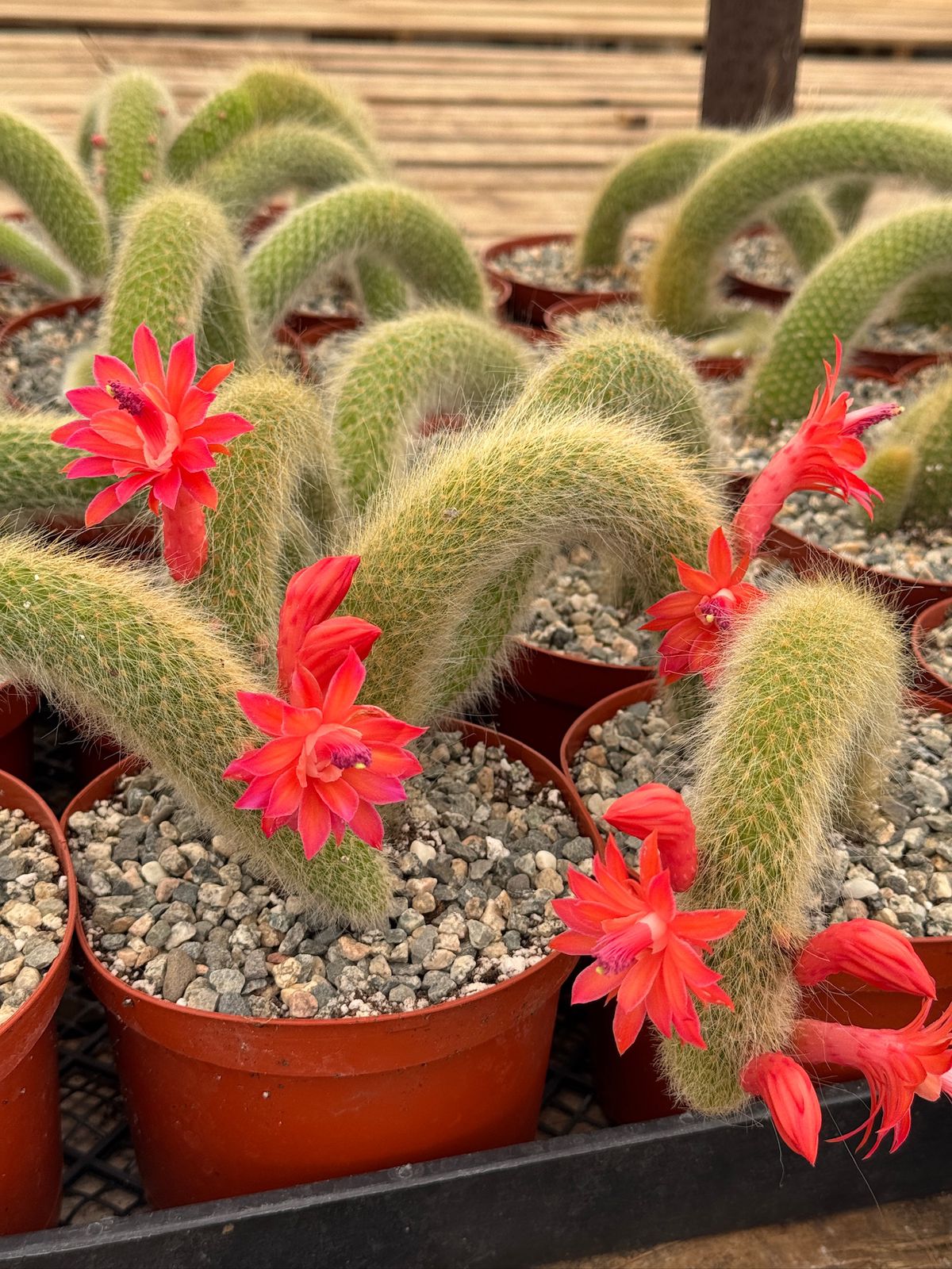 Cleistocactus colademononis Cola de mono